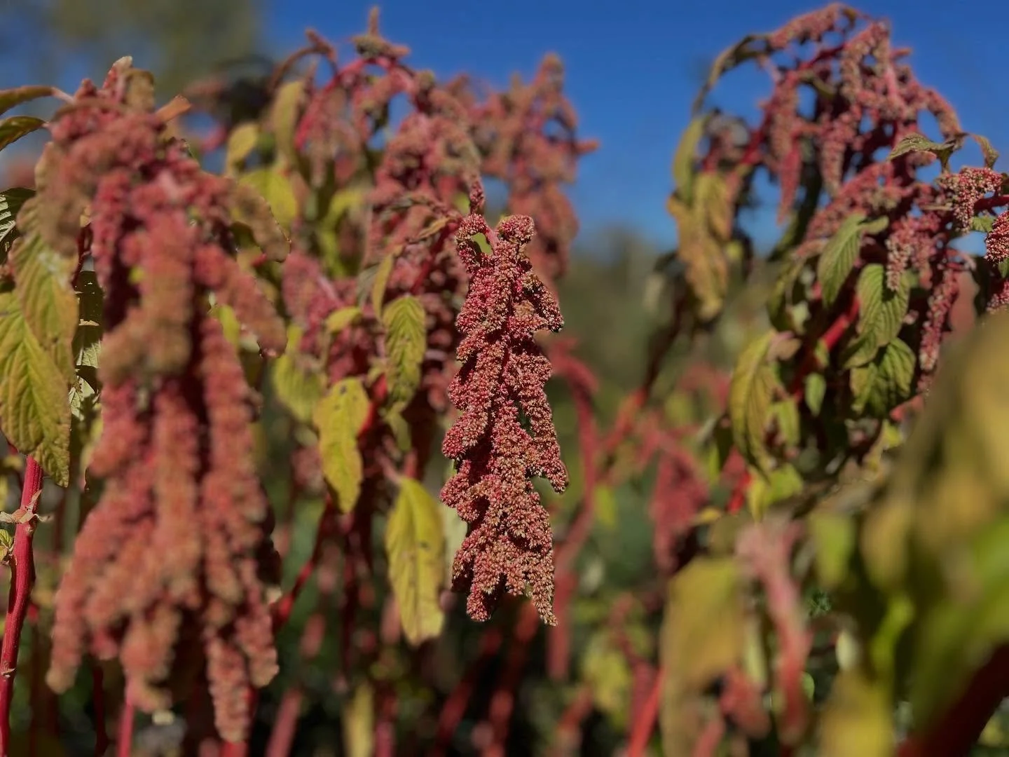 Coral fountain amaranth 🪸

Seeds from our friends at @seedkeeping