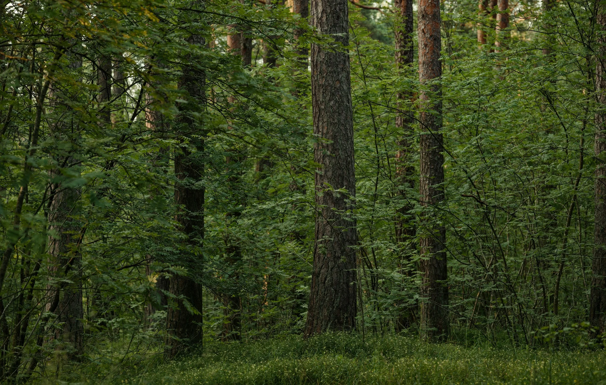 'Knowing Trees' Workshop June 24-26 With Levi O'Brien