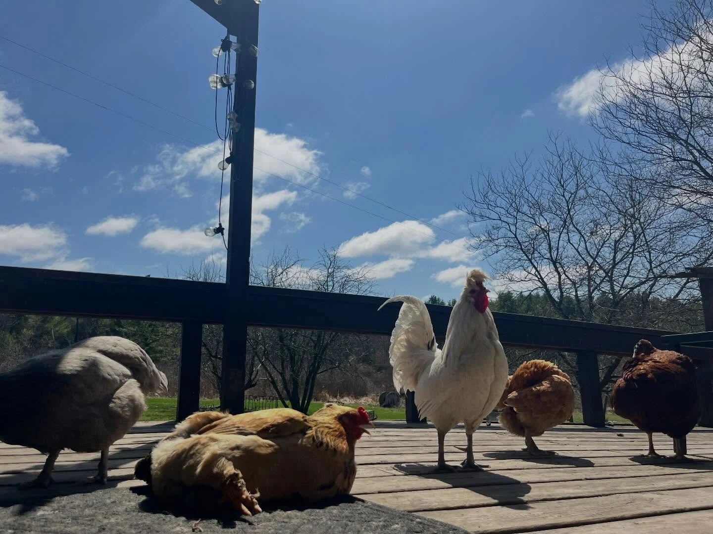 David Bowie the rooster steady chilling with some sunbathing beauties. 🕶️☀️