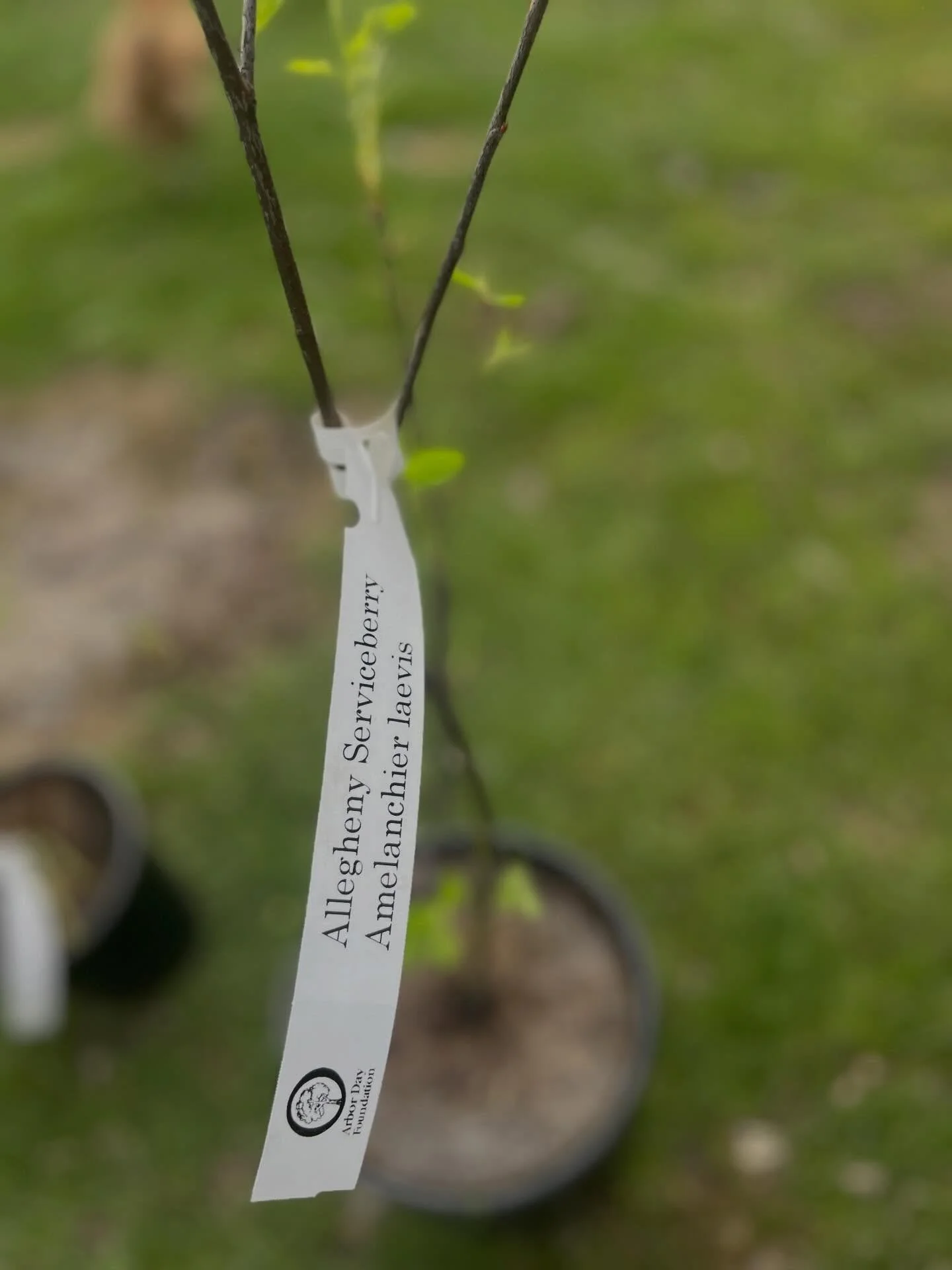 Celebrating Earth Day with some special plantings of the real-life giving tree: the mighty serviceberry 🫐 #plantbabyplant