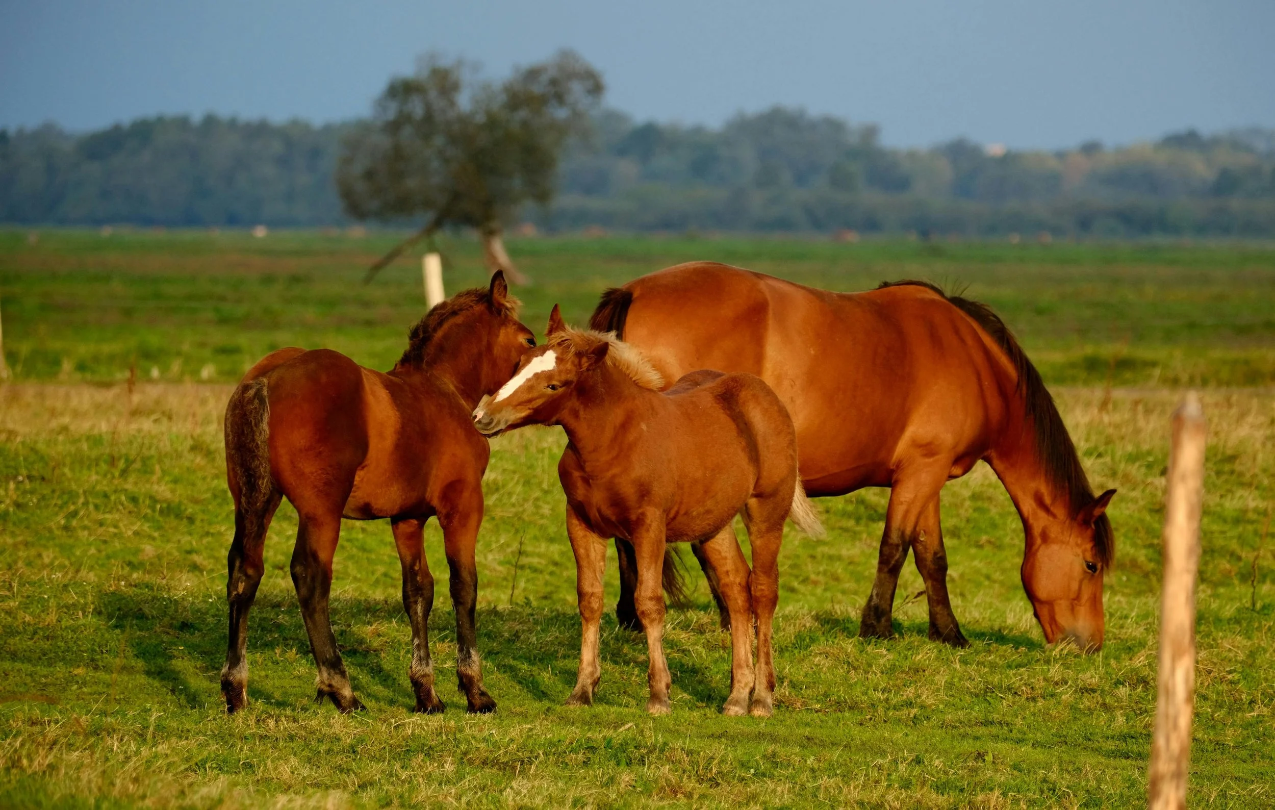 Horse Pasture Management Tips for Healthier Grazing