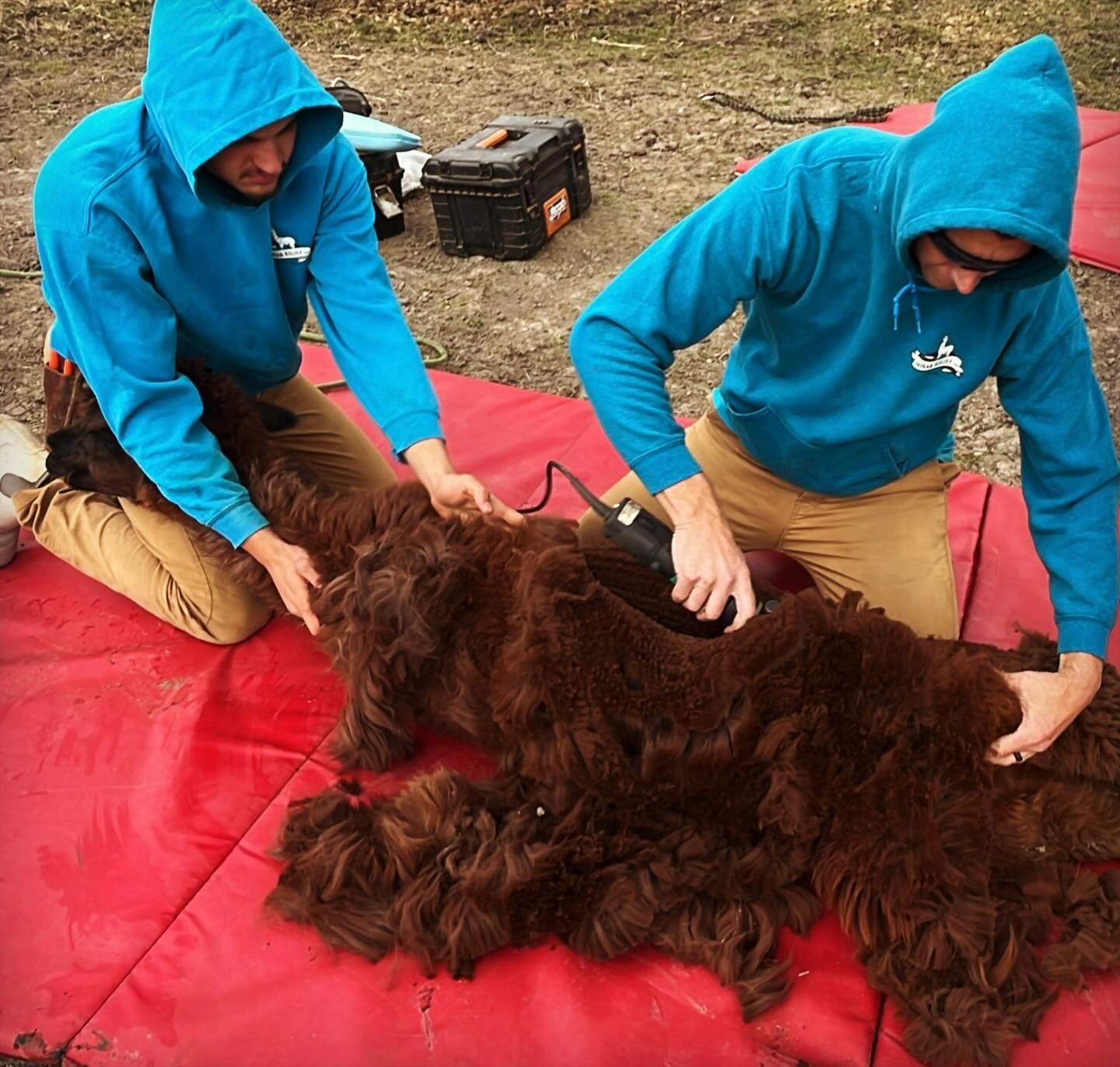 Thanks to @shearreliefllc for another set of sweet summer &lsquo;dos for the alpacas 🦙

Did you know alpacas hate hot weather? They&rsquo;re very sensitive to high-temp days so annual spring shearing is a must for these beauties. The fiber gets proc