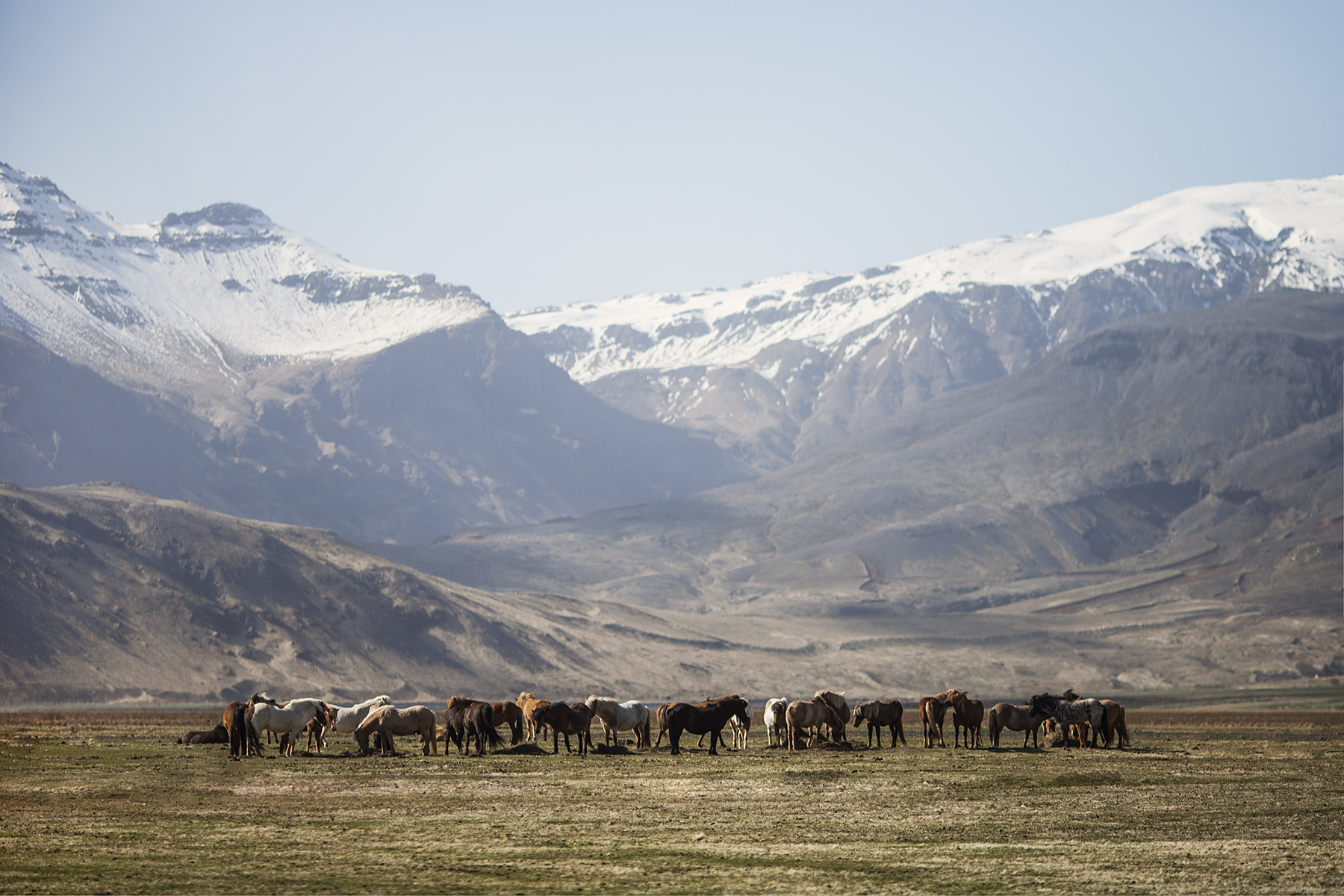 Valley Horses