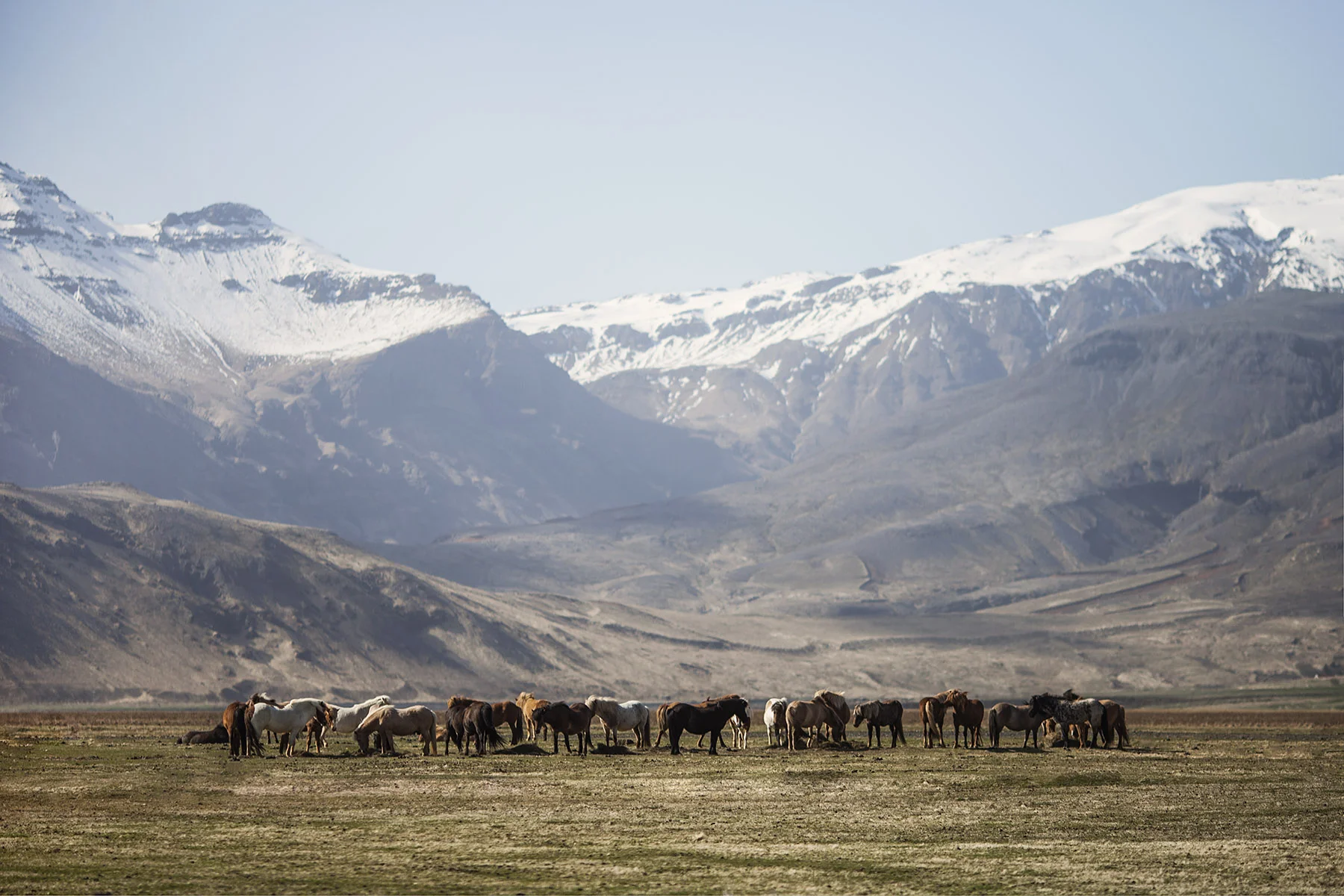 Valley Horses