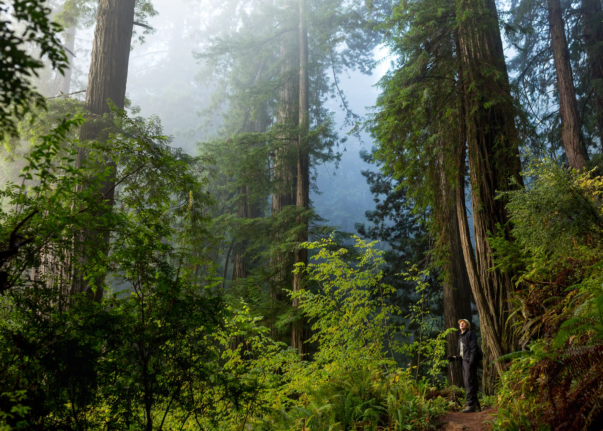 Redwood National Park