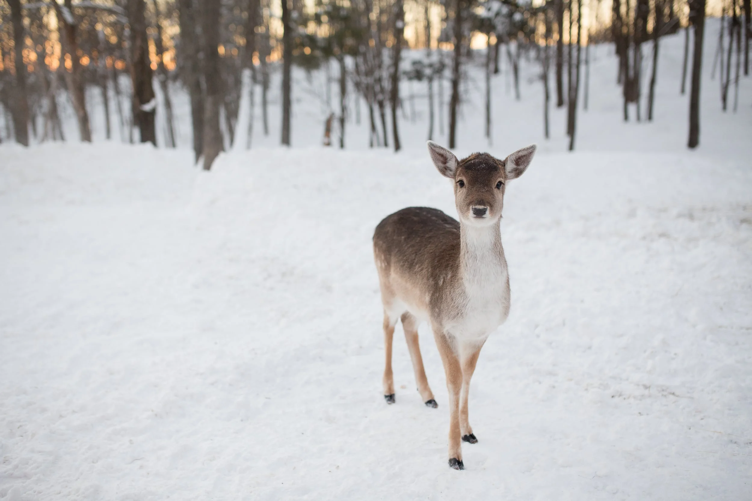 White-Tail