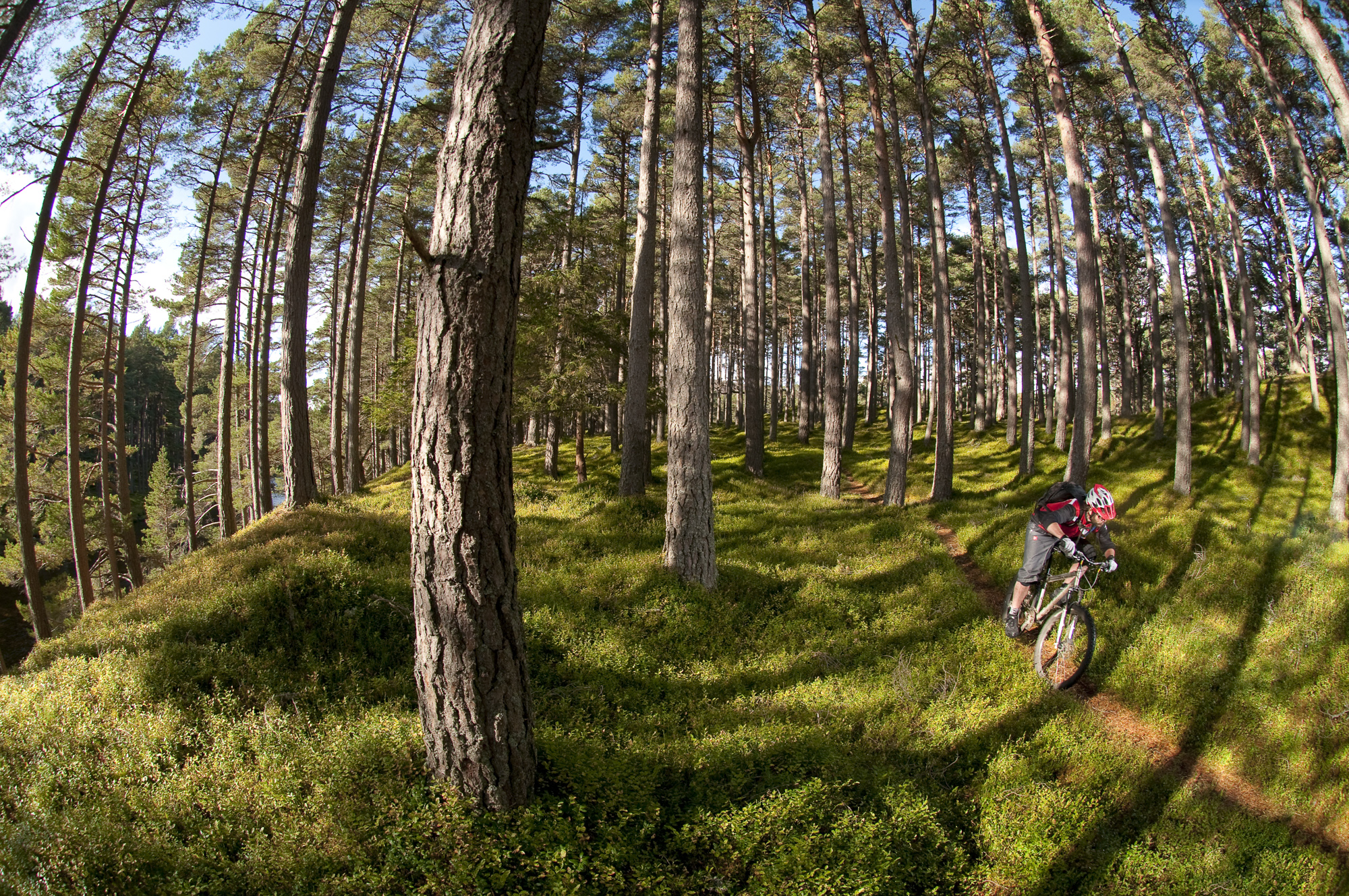 Cairngorm Woods / Vertebrate Publishing