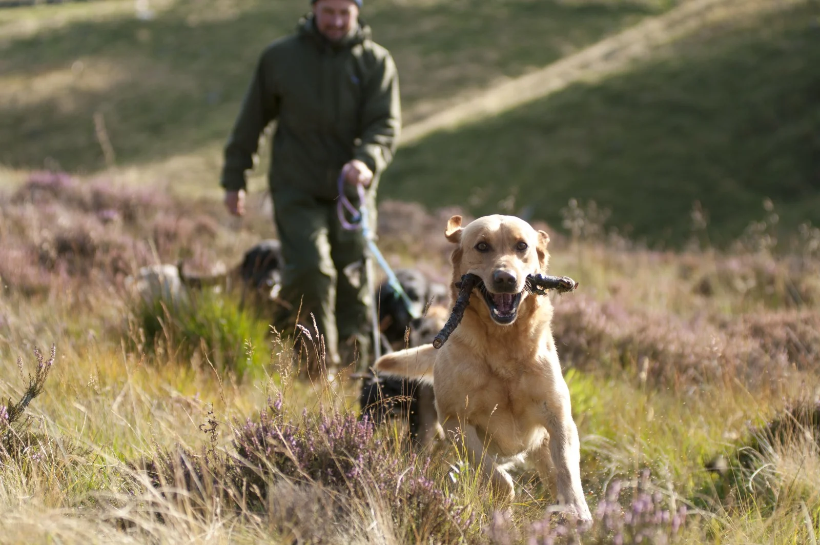 Dogs / Glenprosen Estate
