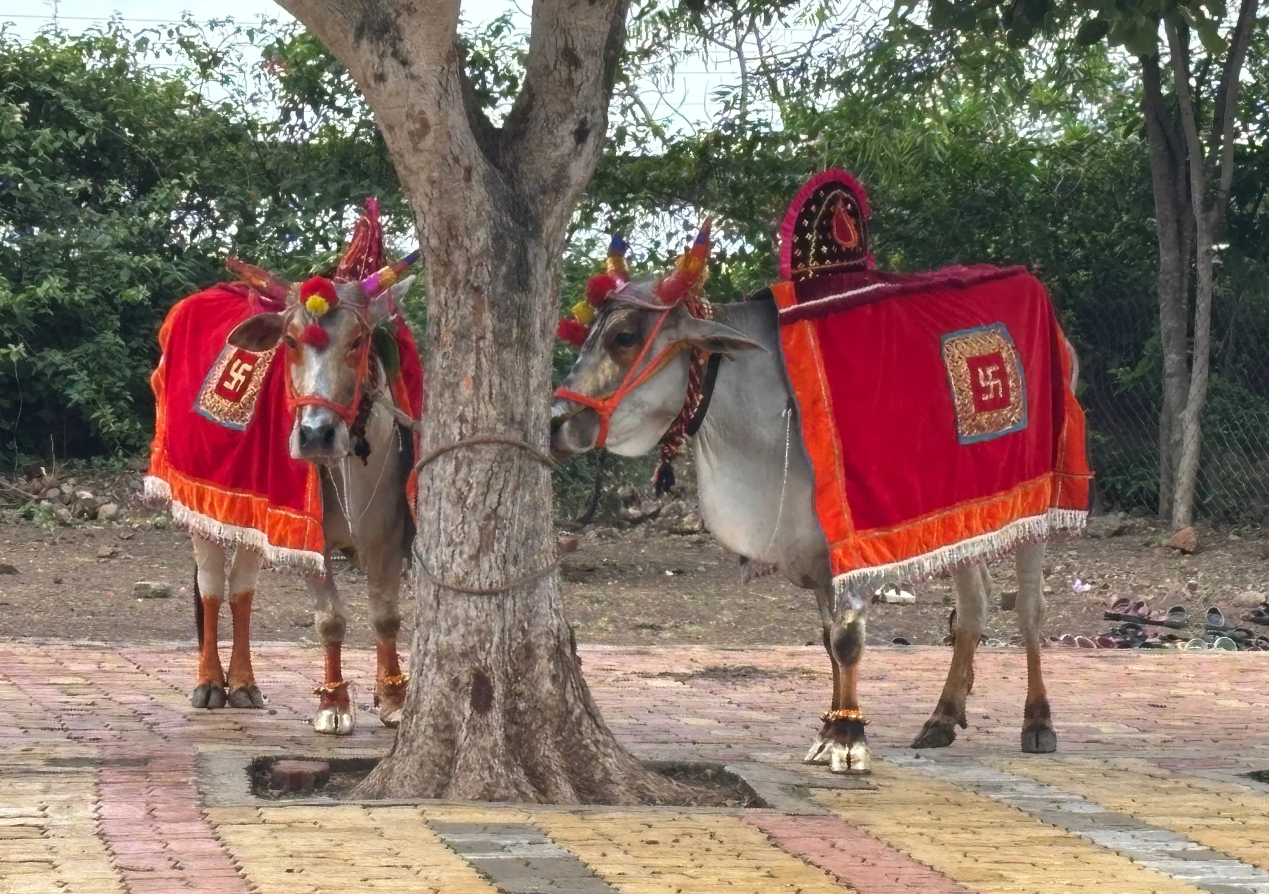 Celebrating Pola at Panchsheel 