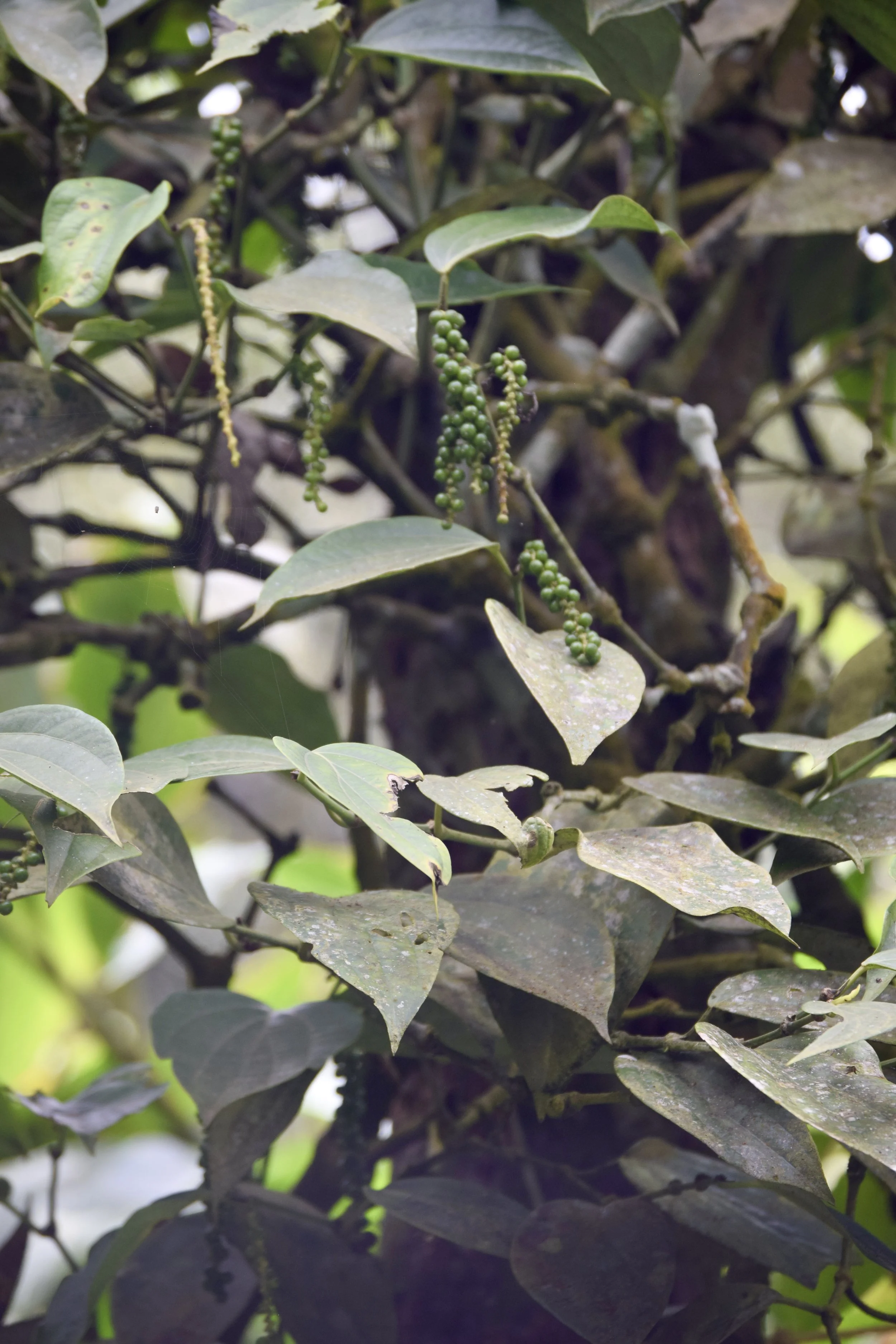 Peppercorns