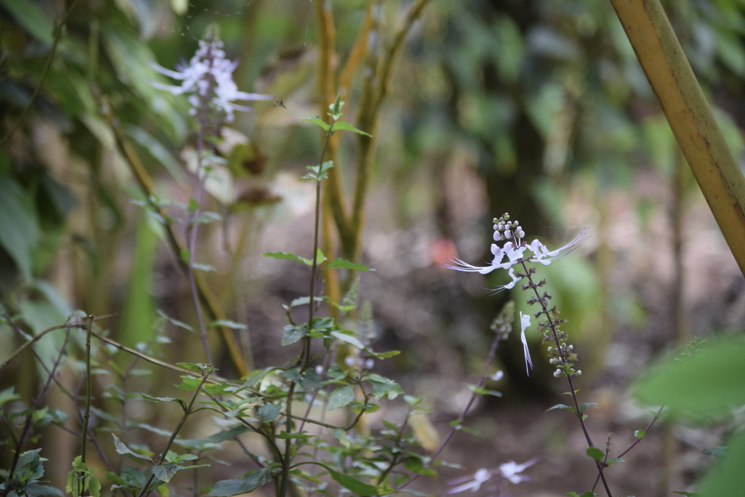 DSC_0135.JPG