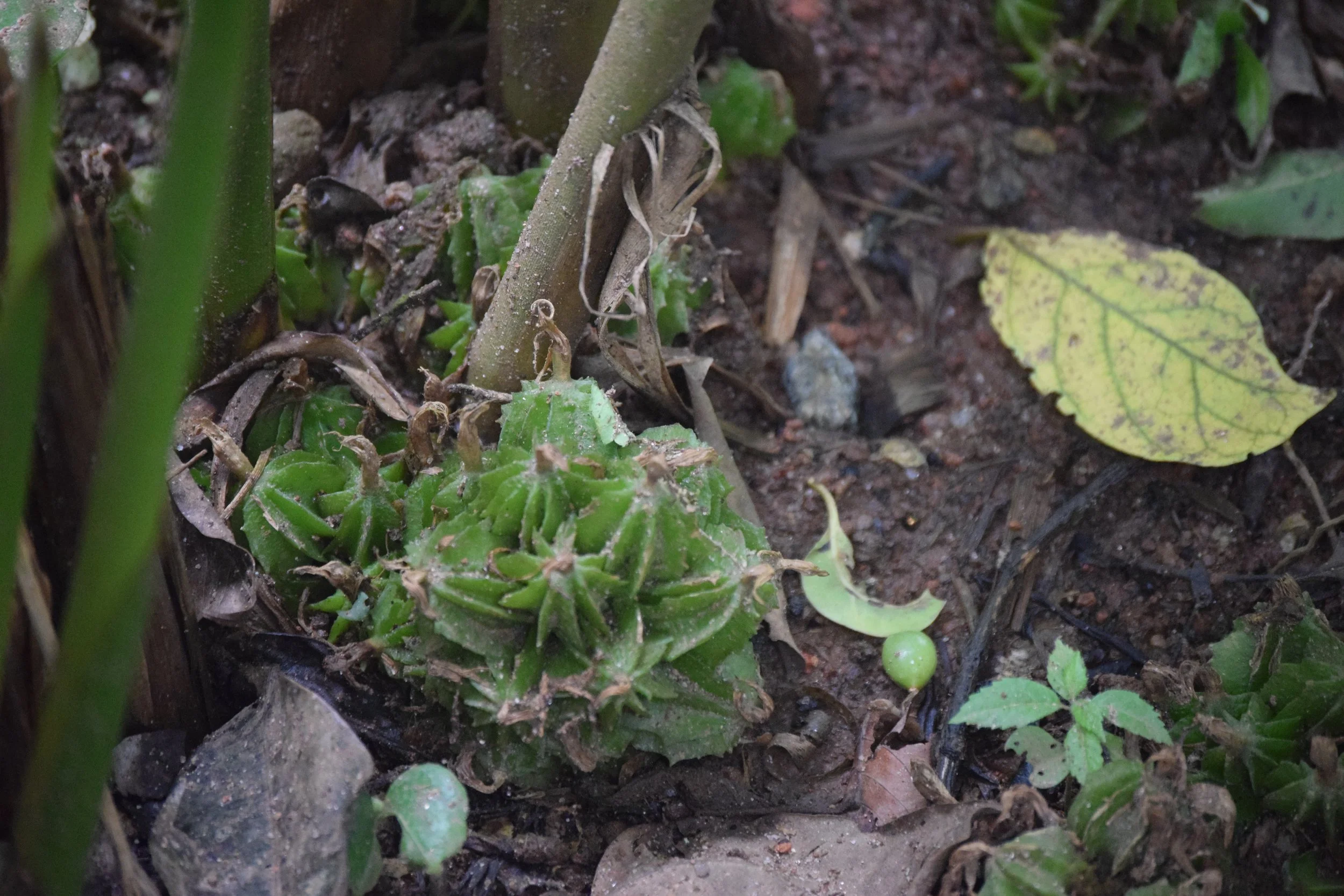 Black Cardamom pods just beginning to grow