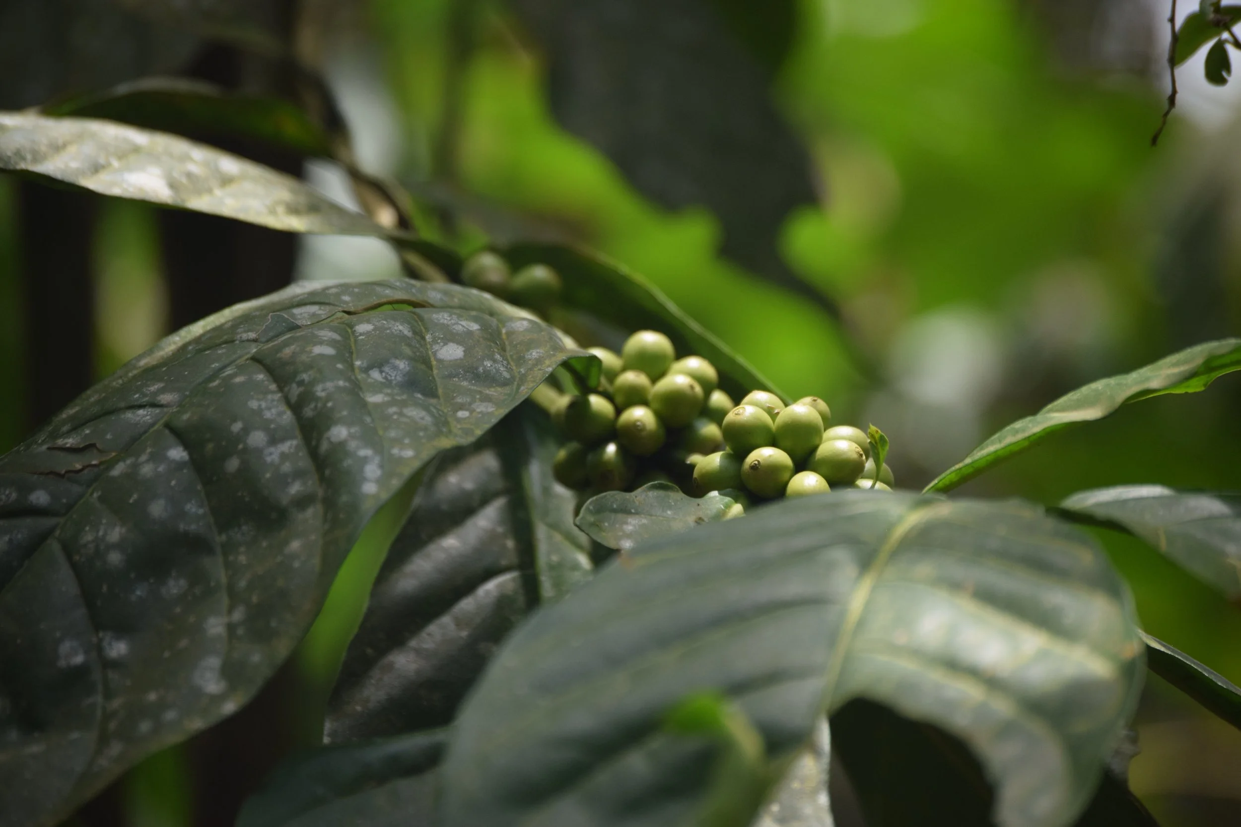 Coffee beans