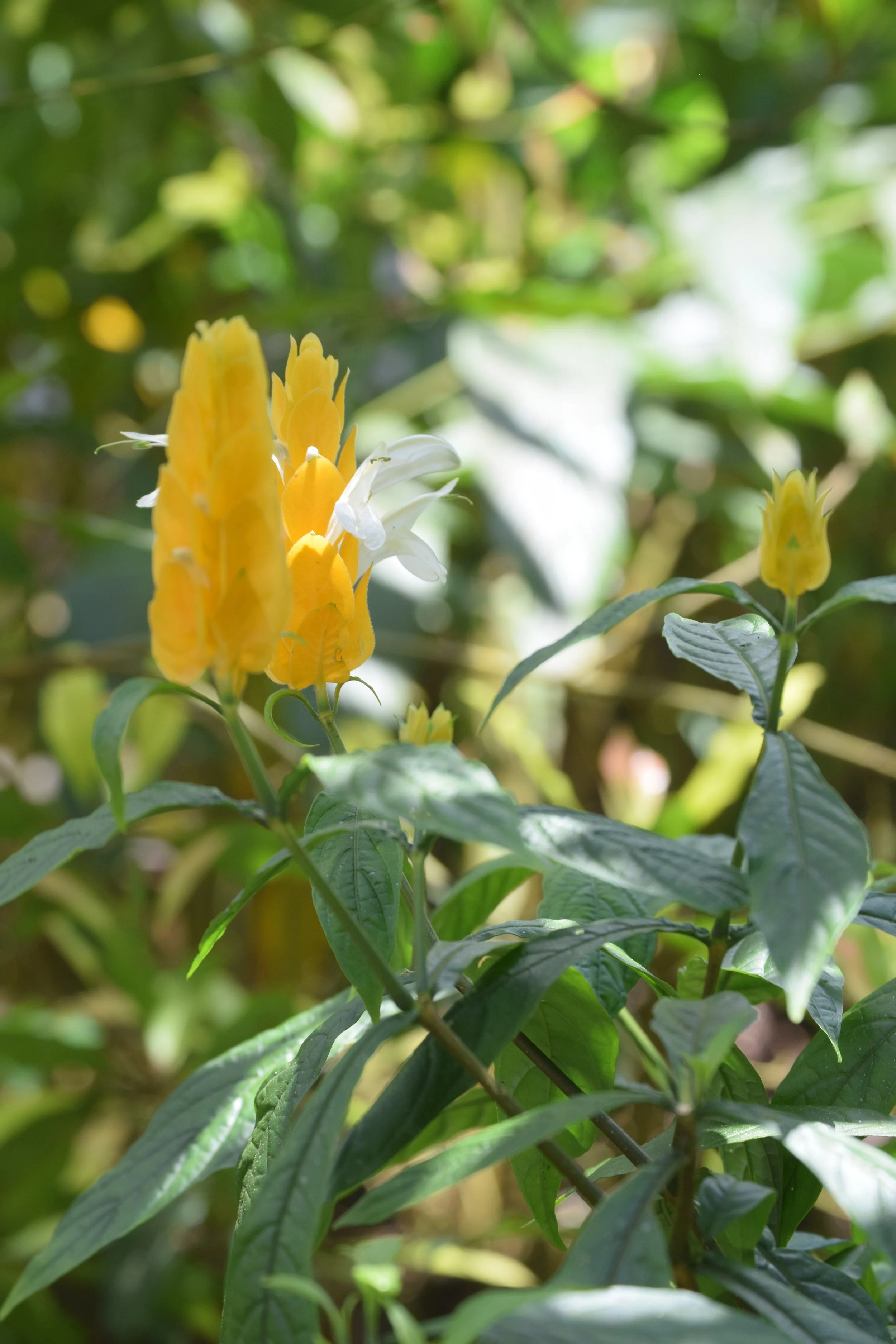 DSC_0159.JPG