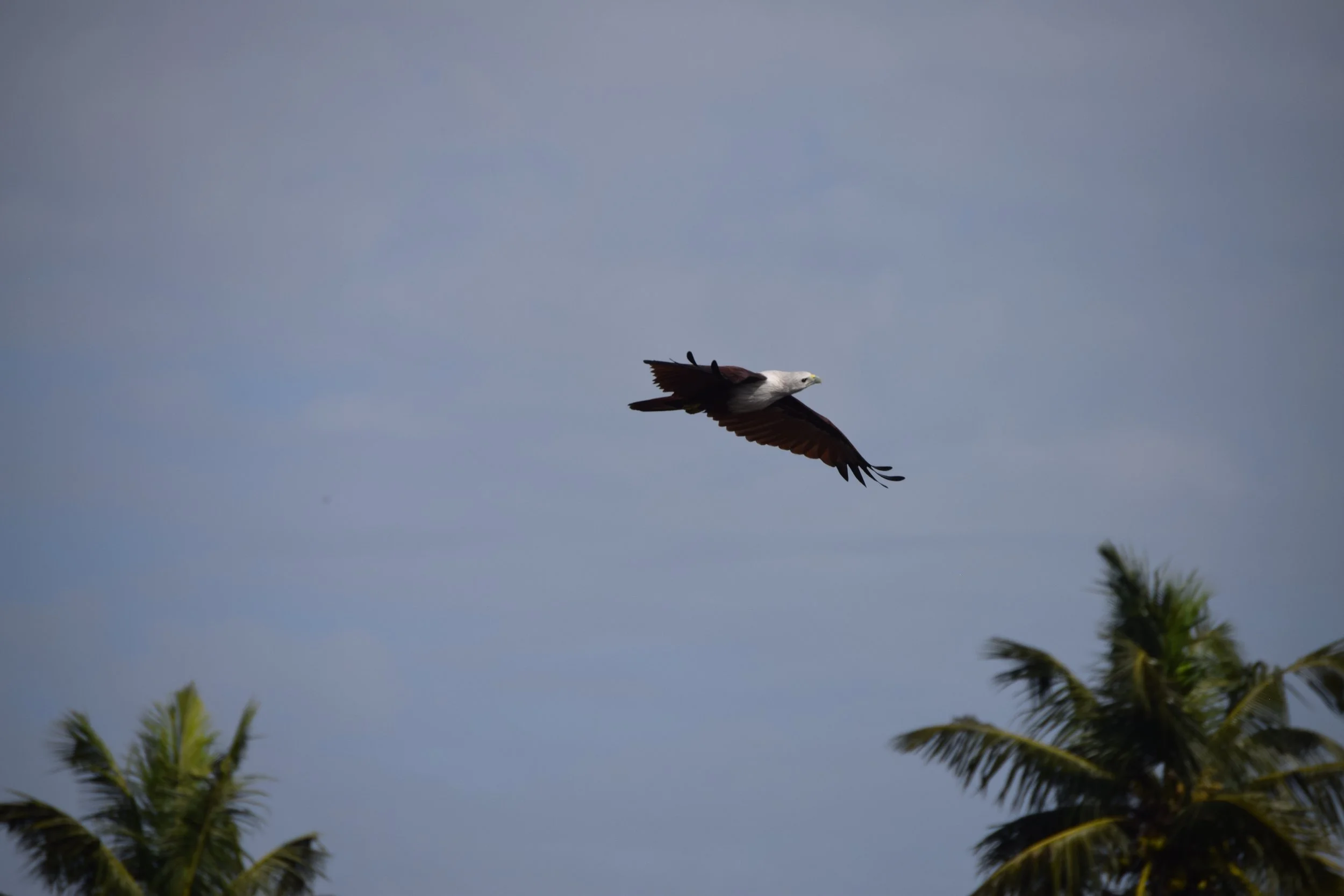 DSC_0202.JPG