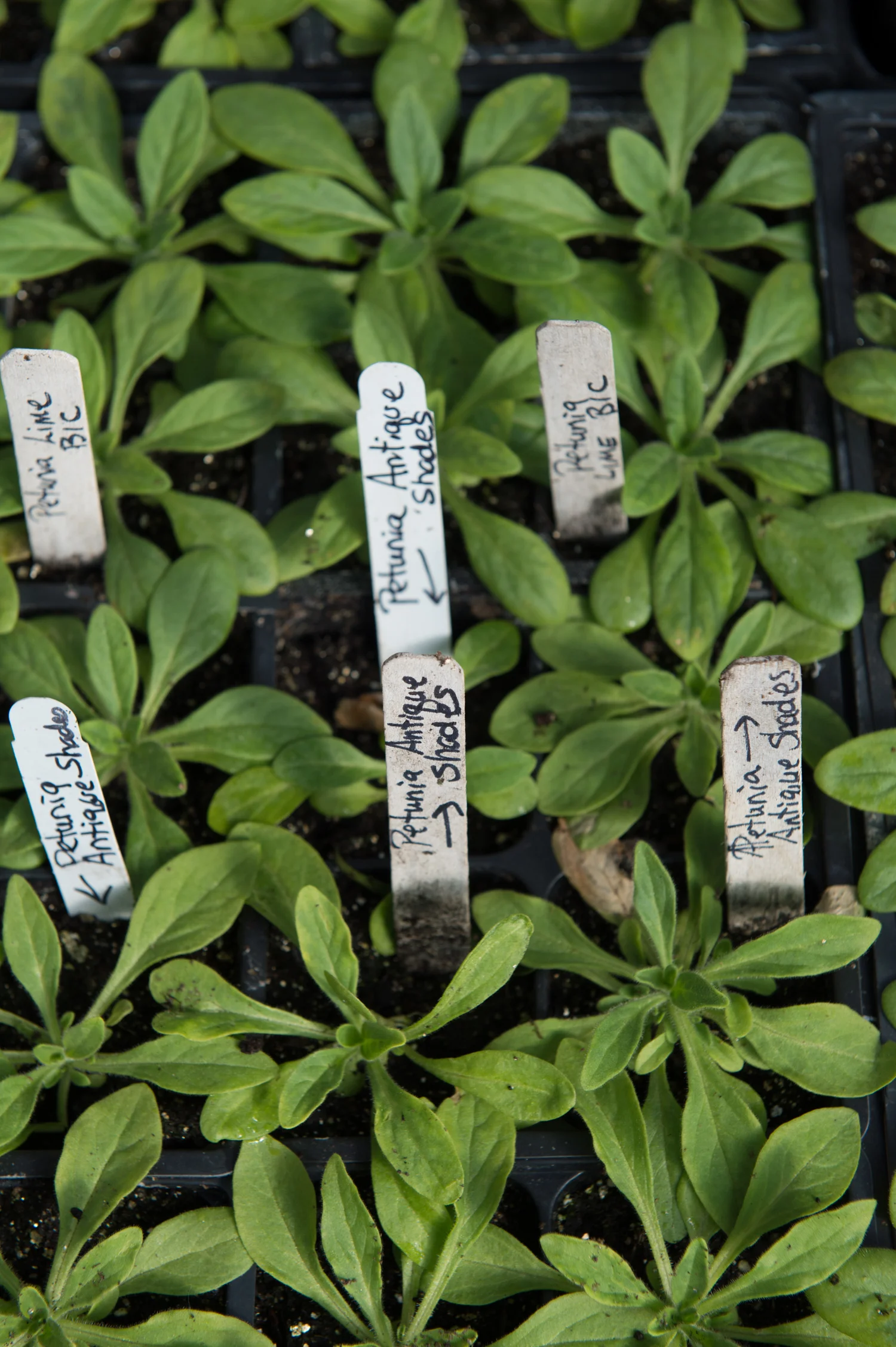 Hartman_Farm_Edible_Boston005.jpg