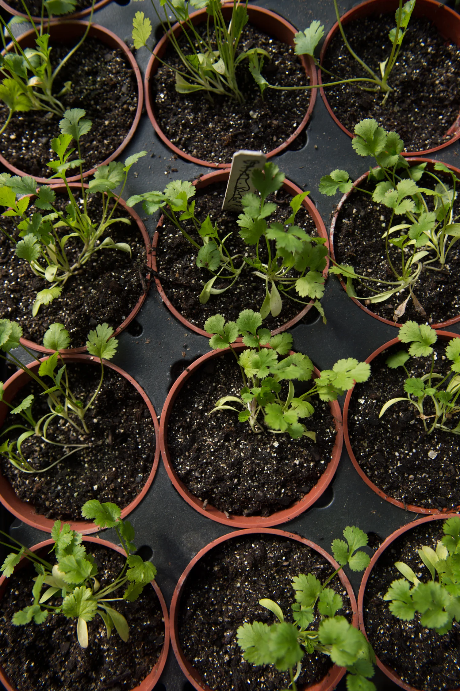 Hartman_Farm_Edible_Boston004.jpg