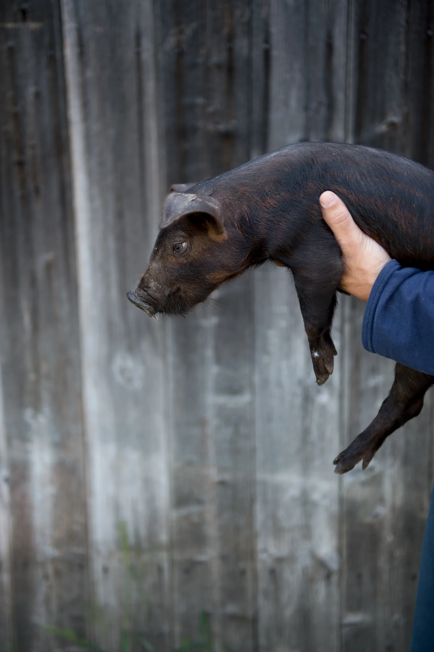 Edible_Boston_Stillmans_Farm006.jpg