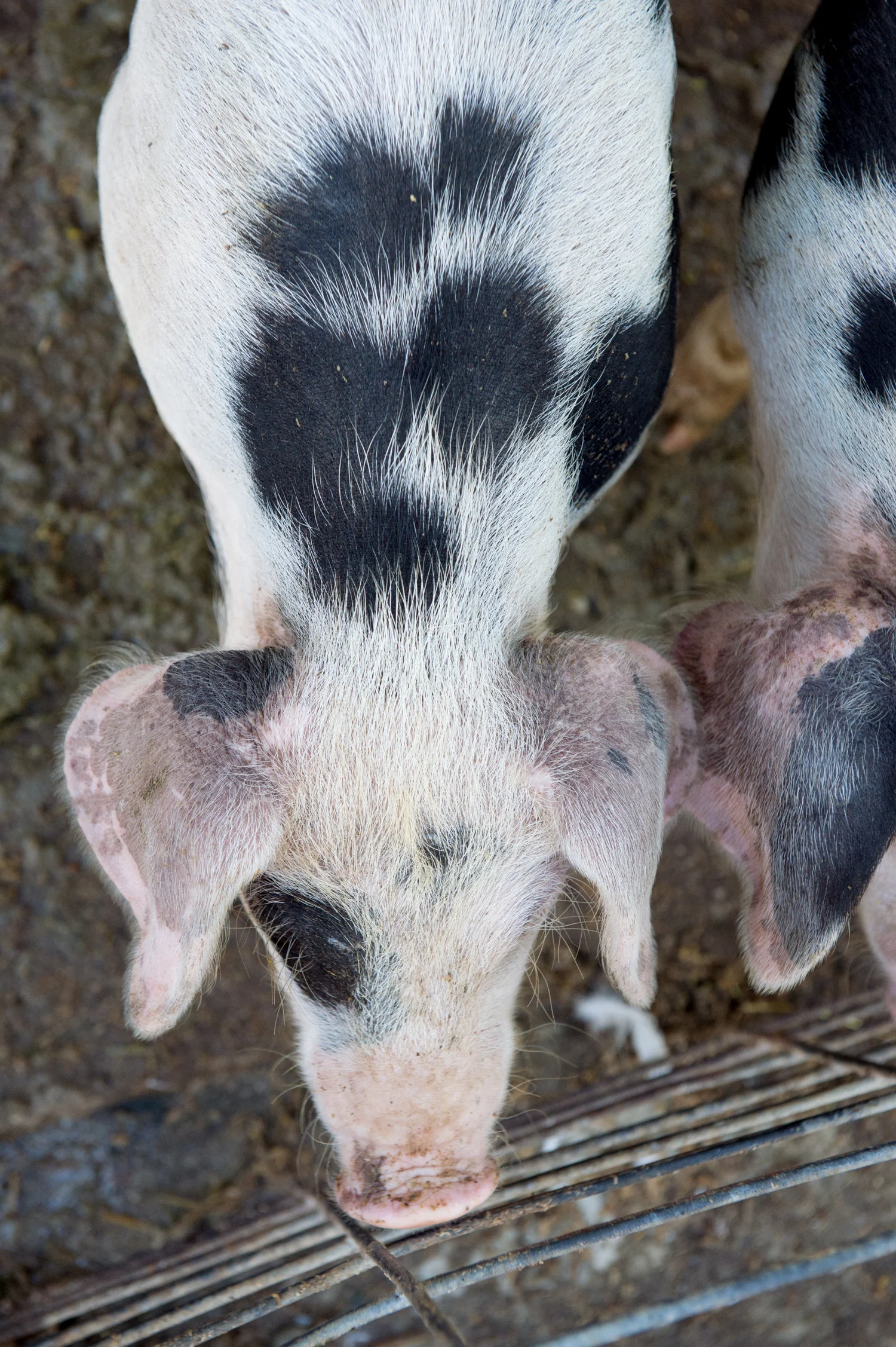 Edible_Boston_Stillmans_Farm007.jpg
