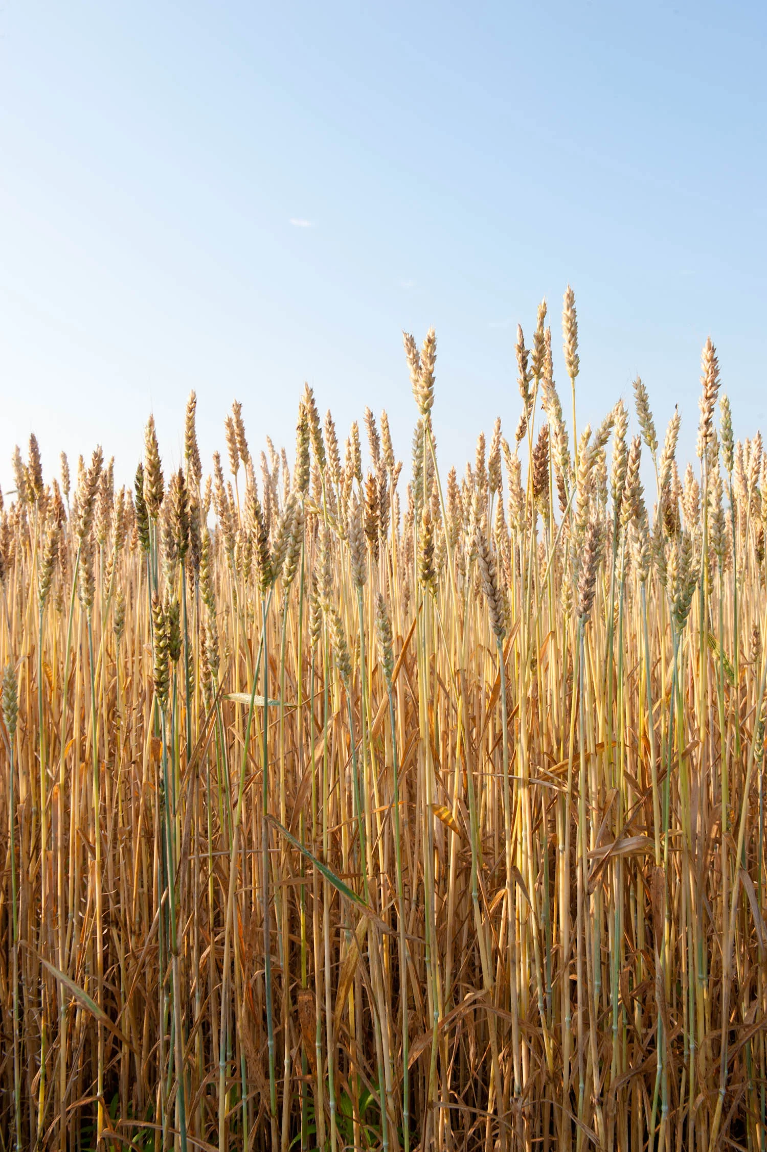 Four_Star_Farms_Yankee_Magazine004.jpg