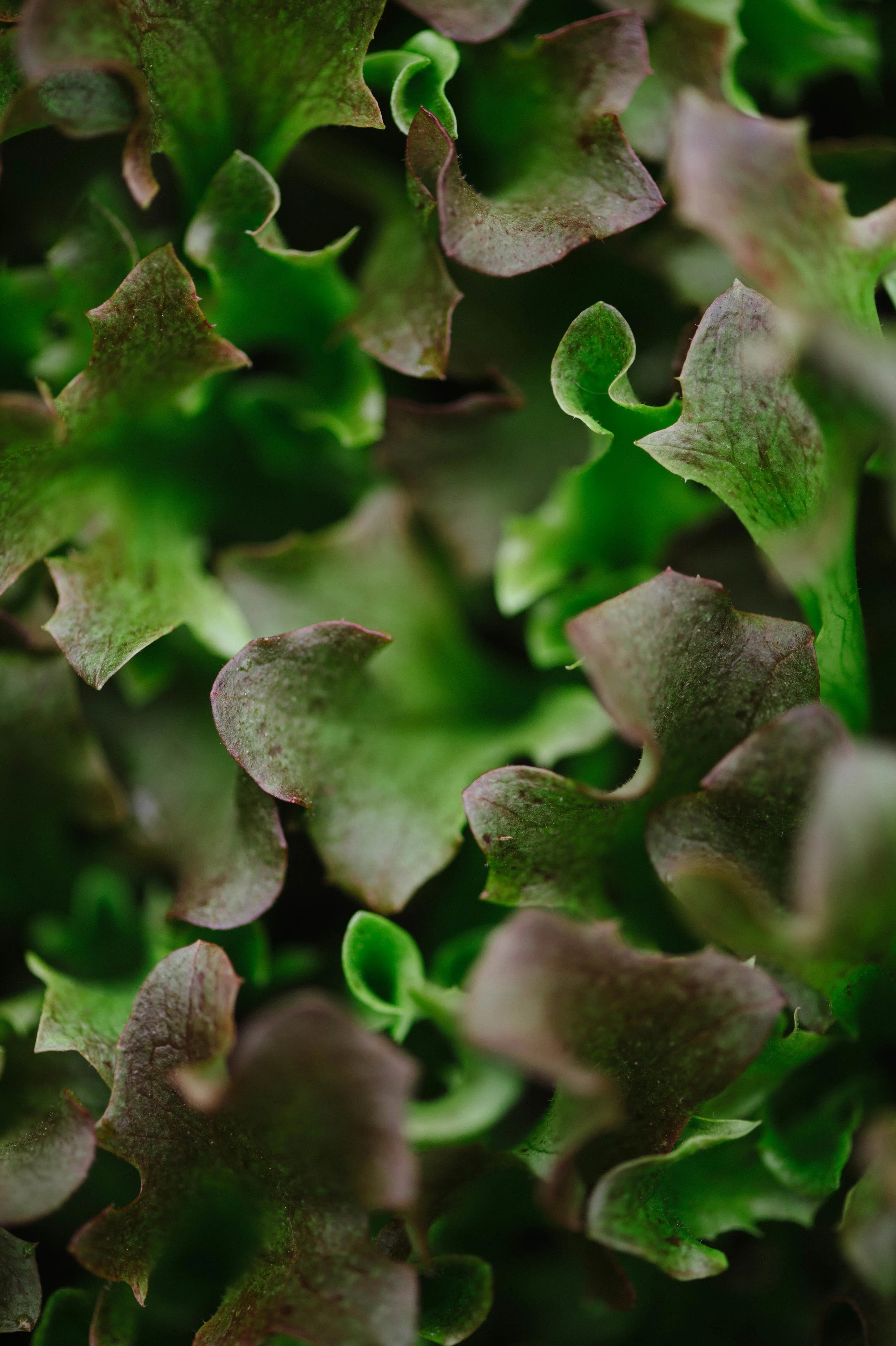 Small_Farm_Stow023.jpg