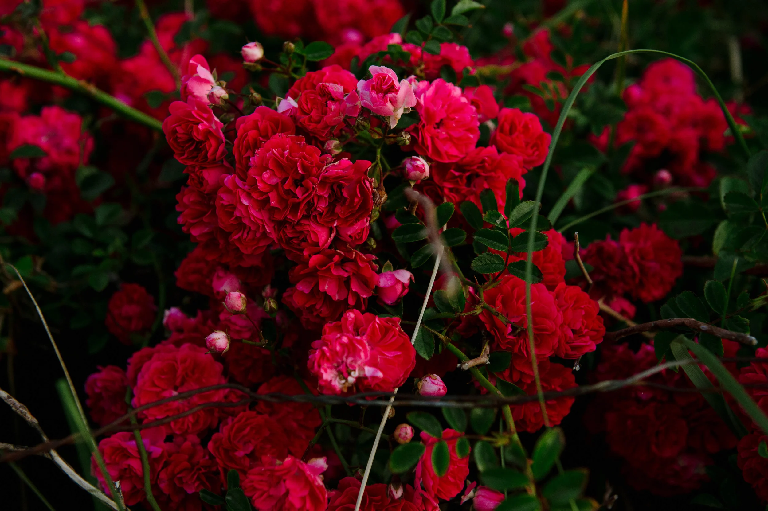 DSC_2755.jpg