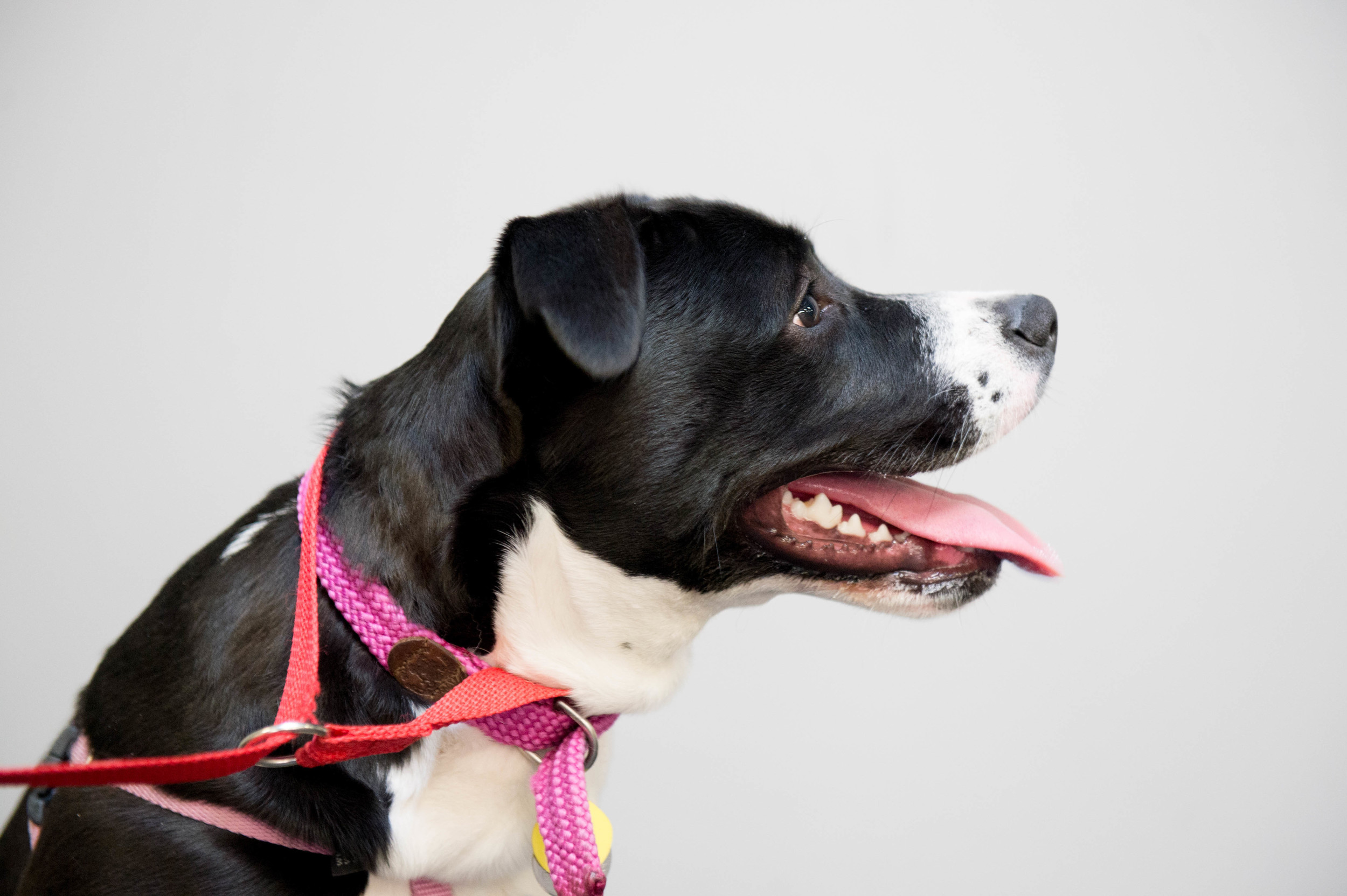 Boston Bloggers + Urban Hound Event