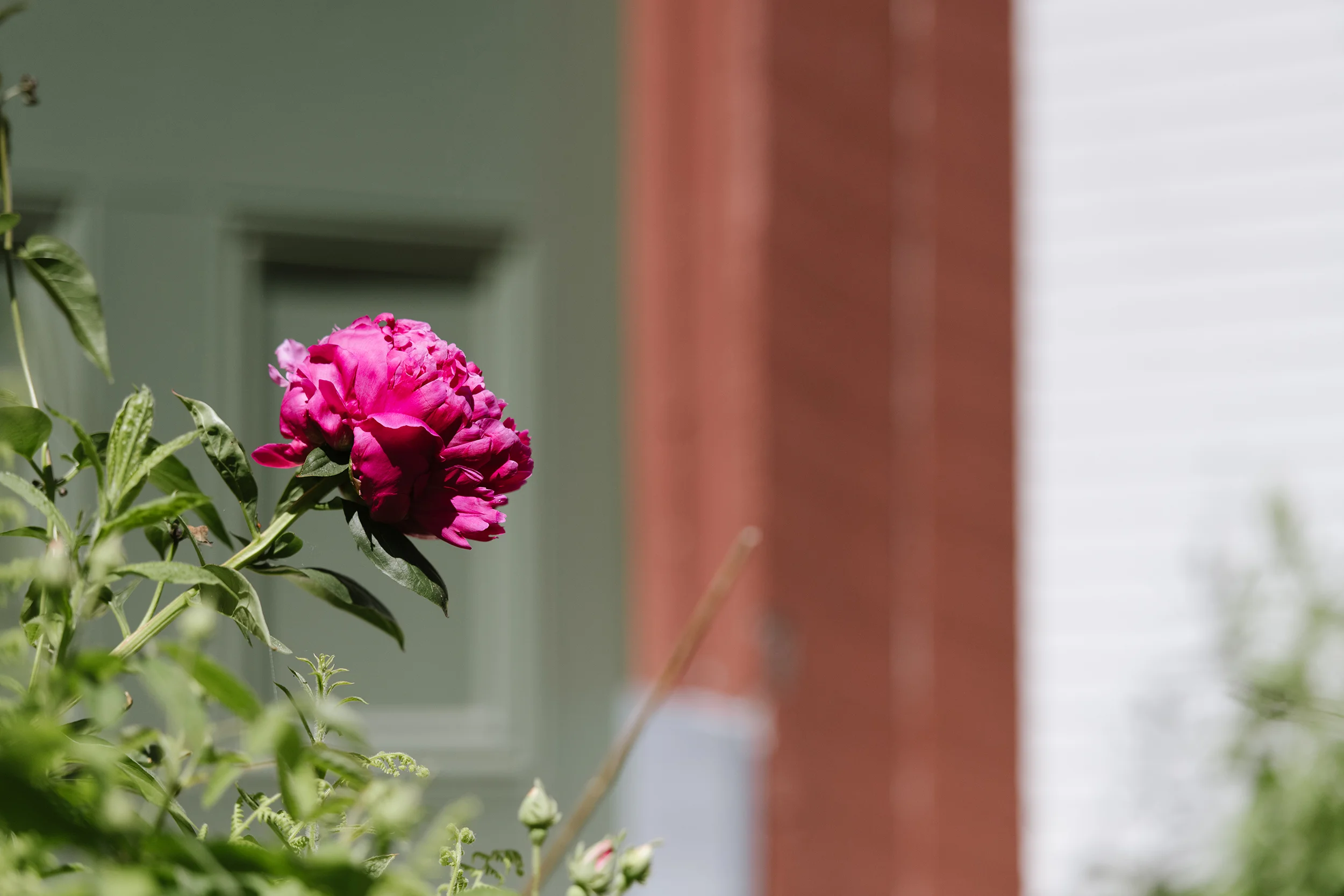 Holliston-Horicultural-Society039.jpg