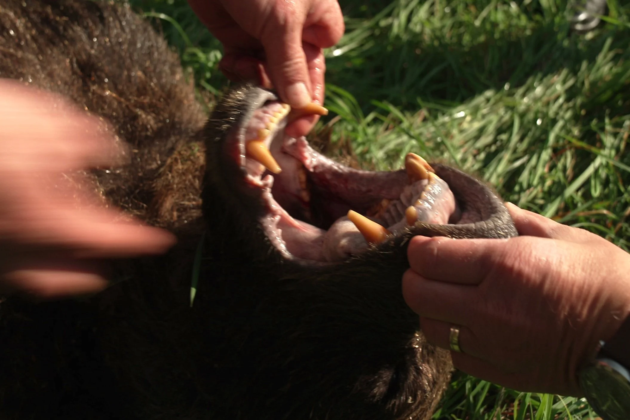 Braunbären in Osteuropa - geschützt, geliebt, gehasst