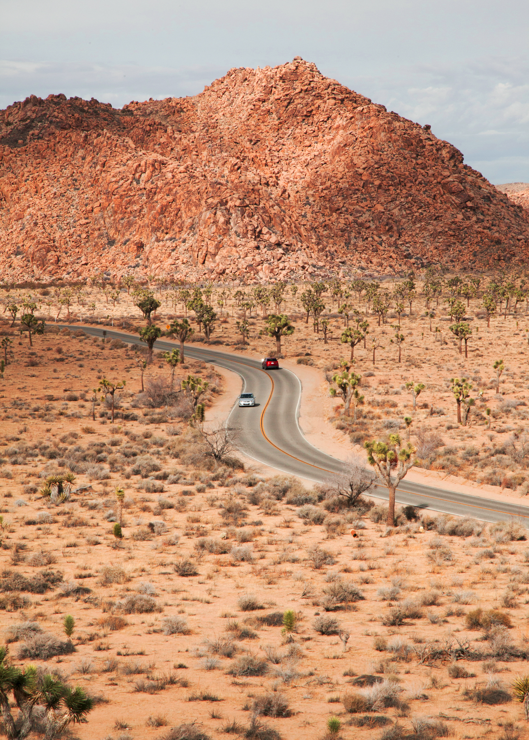 JoshuaTree_10Inches.jpg