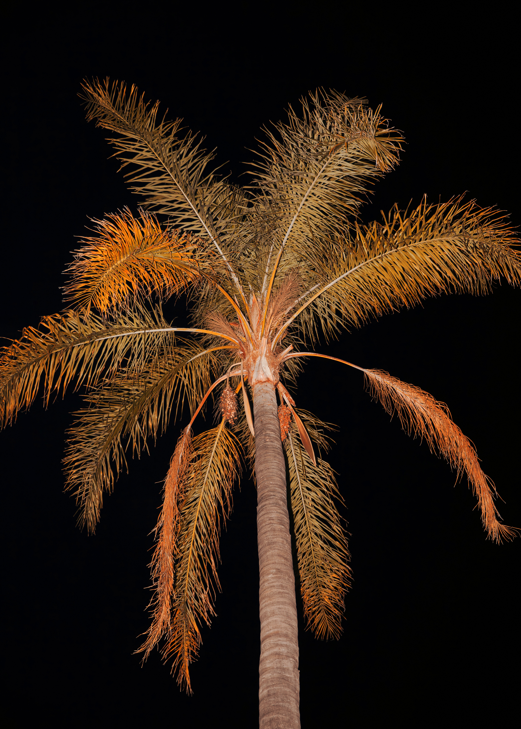 NightPalmTree400x_10Inches.jpg