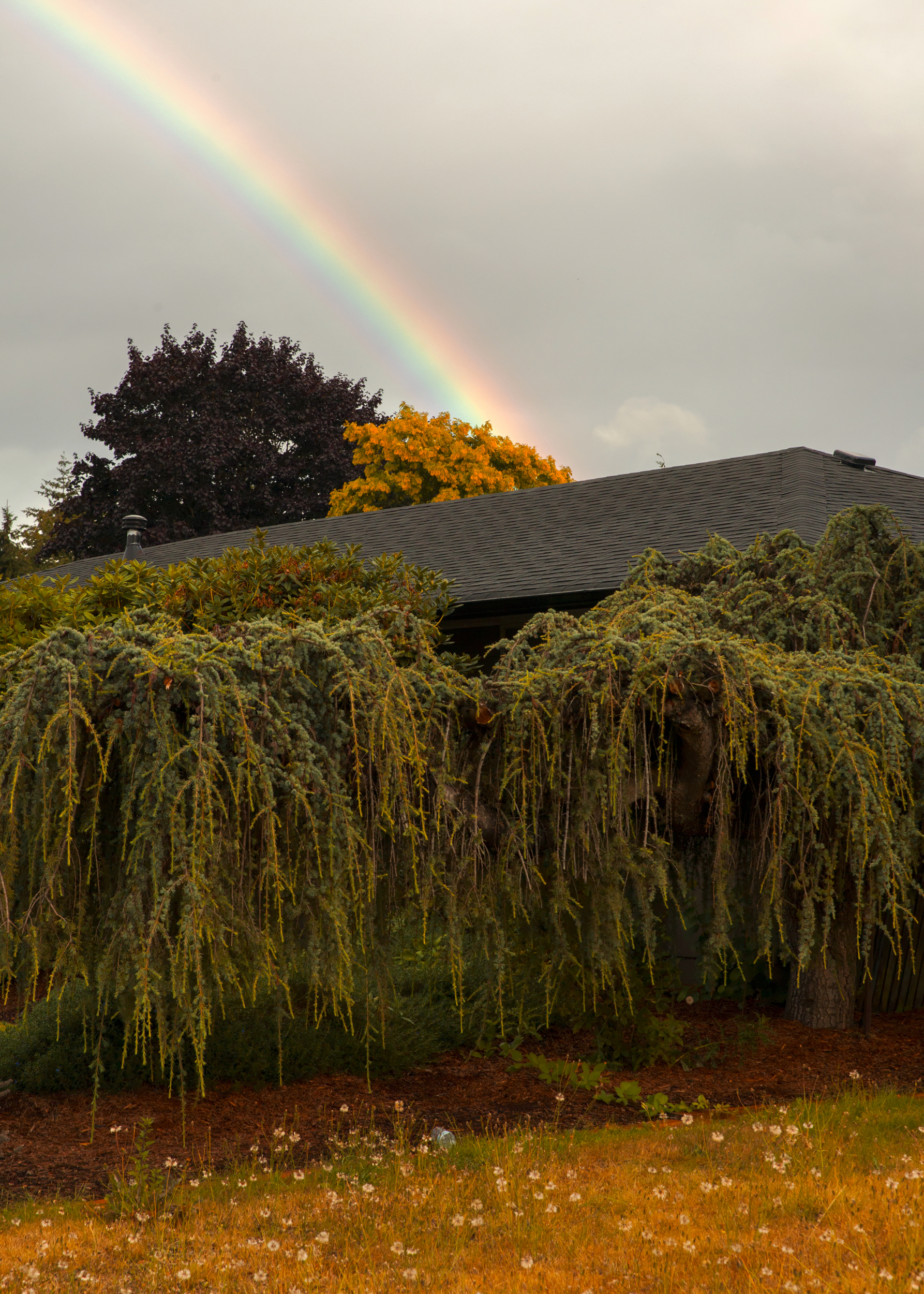 RainbowTree_10Inches.jpg