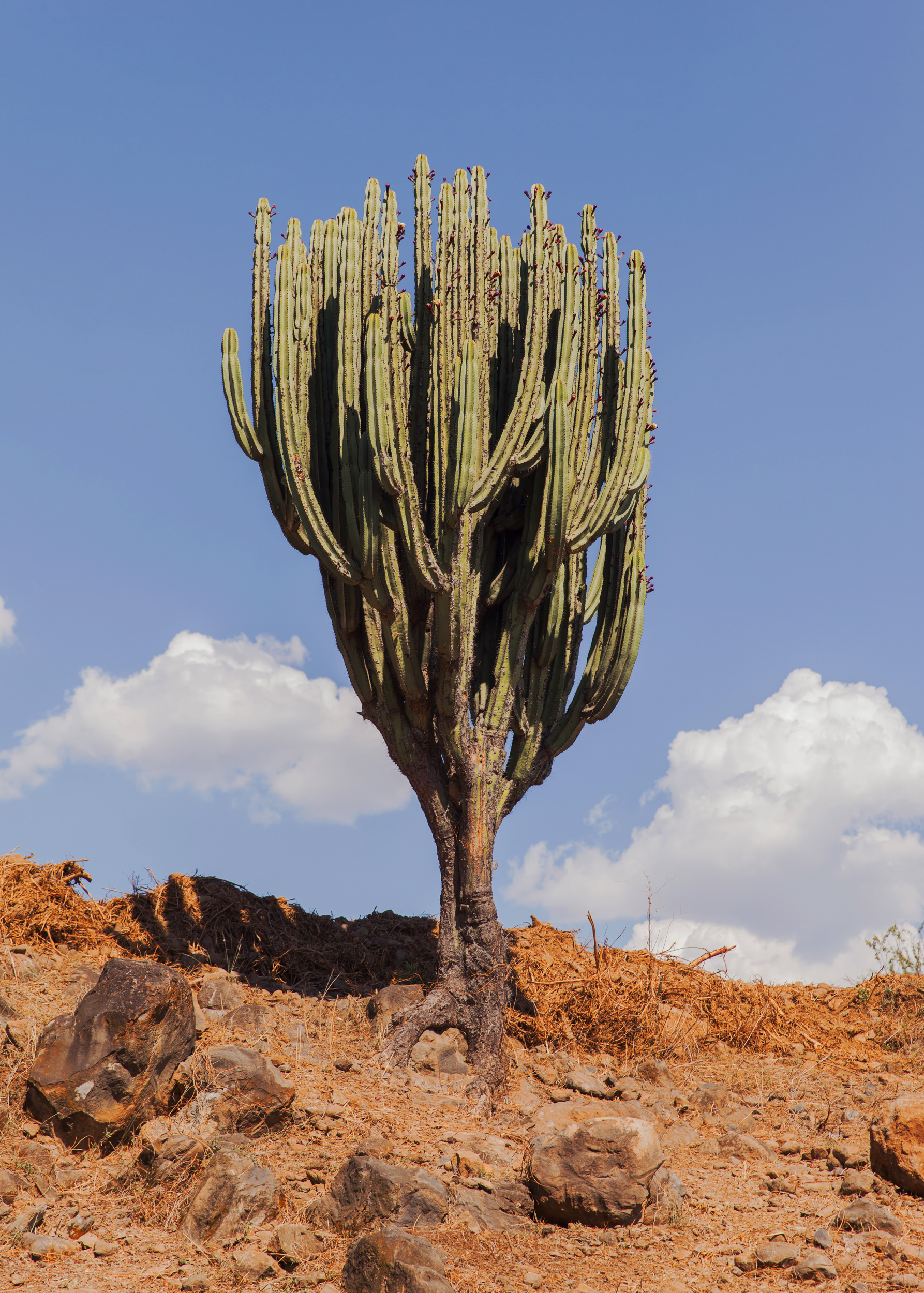 CactusTall400X_10Inches.jpg