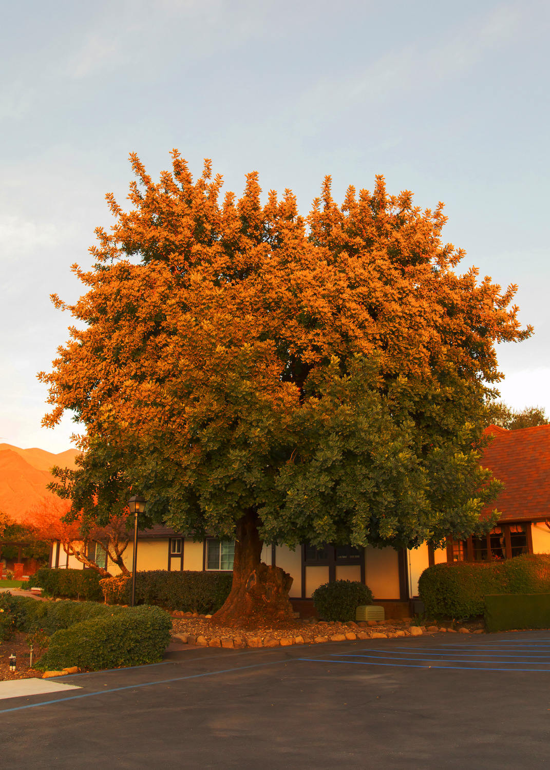 FoliageTree_10in.jpg