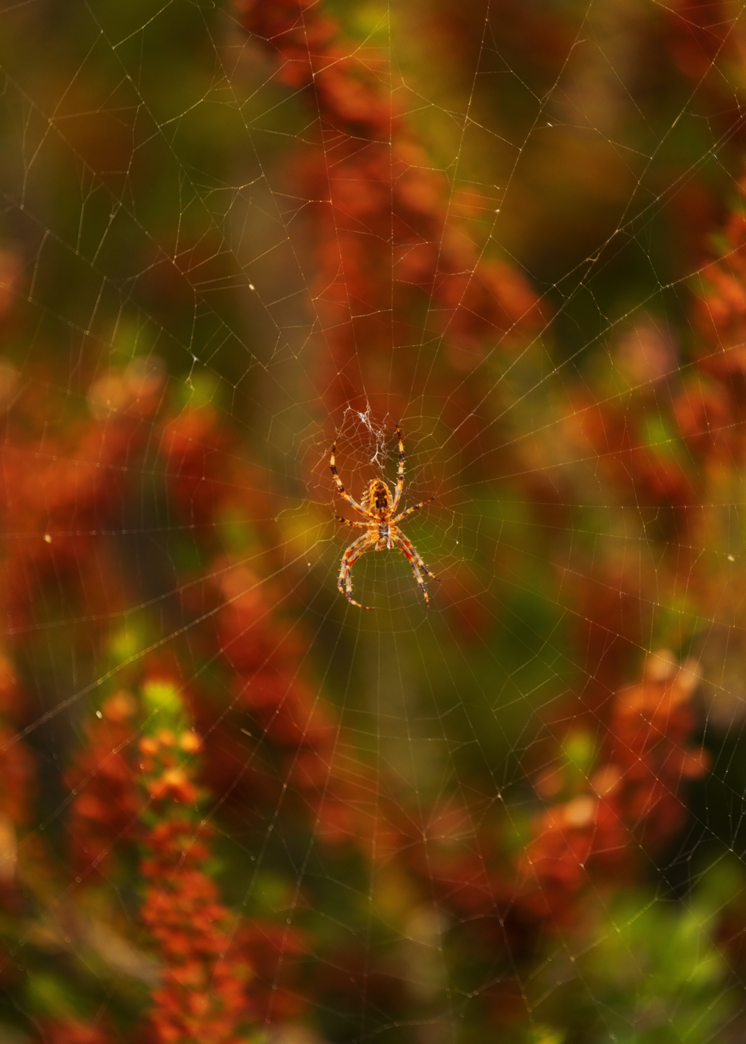 spiderweb_web.jpg
