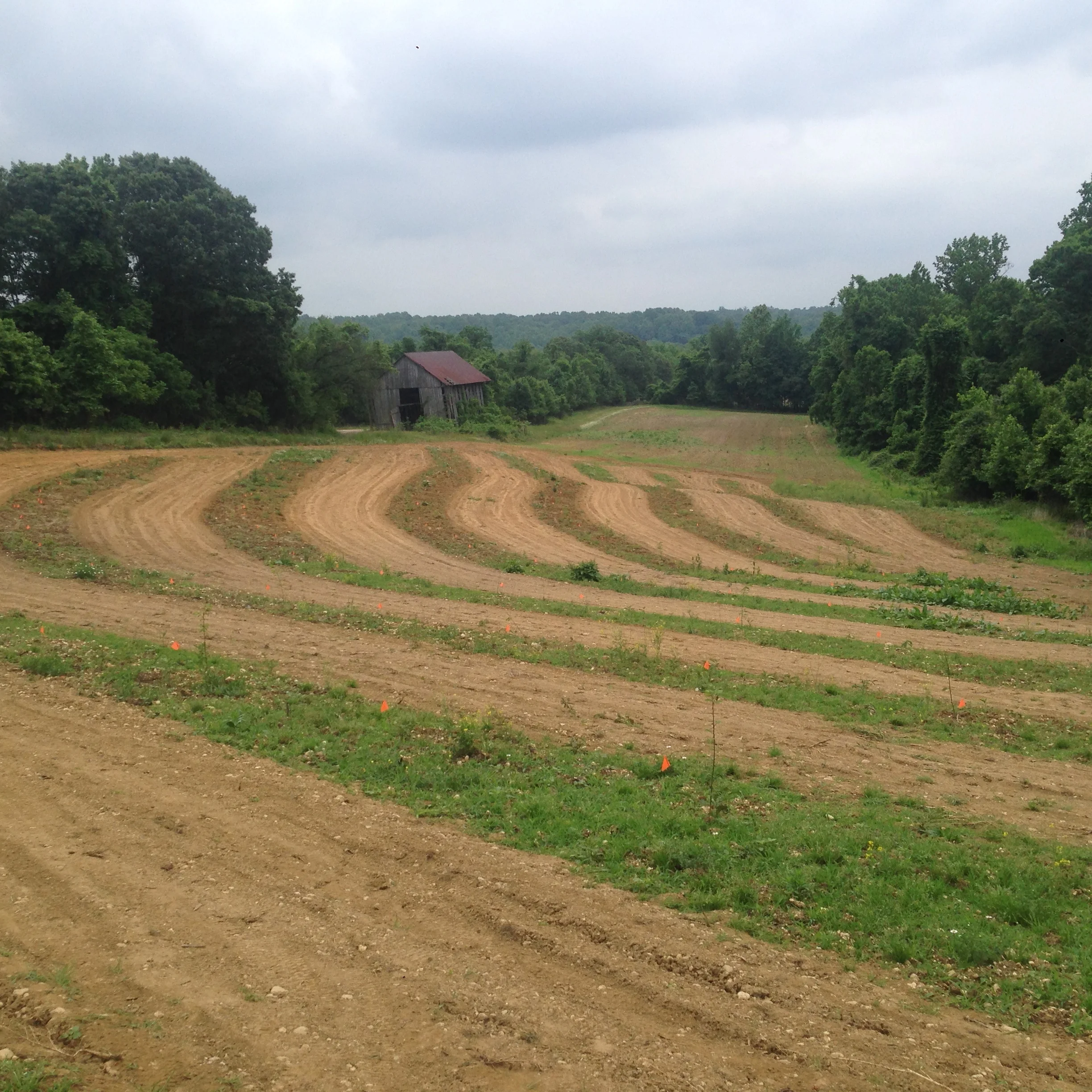 Spring 2017 photo of new planting that season prior to tube placement