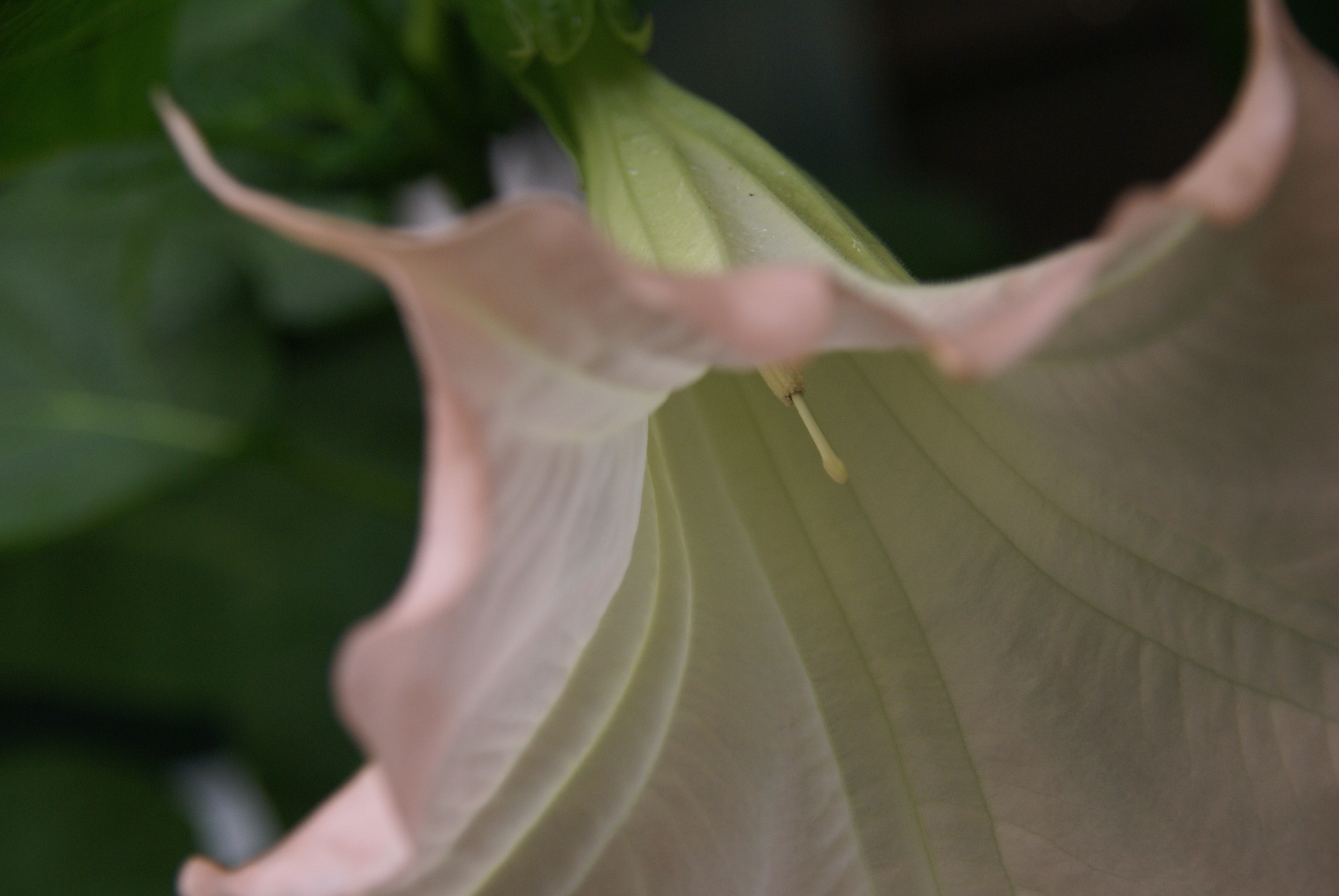 Brugmansia