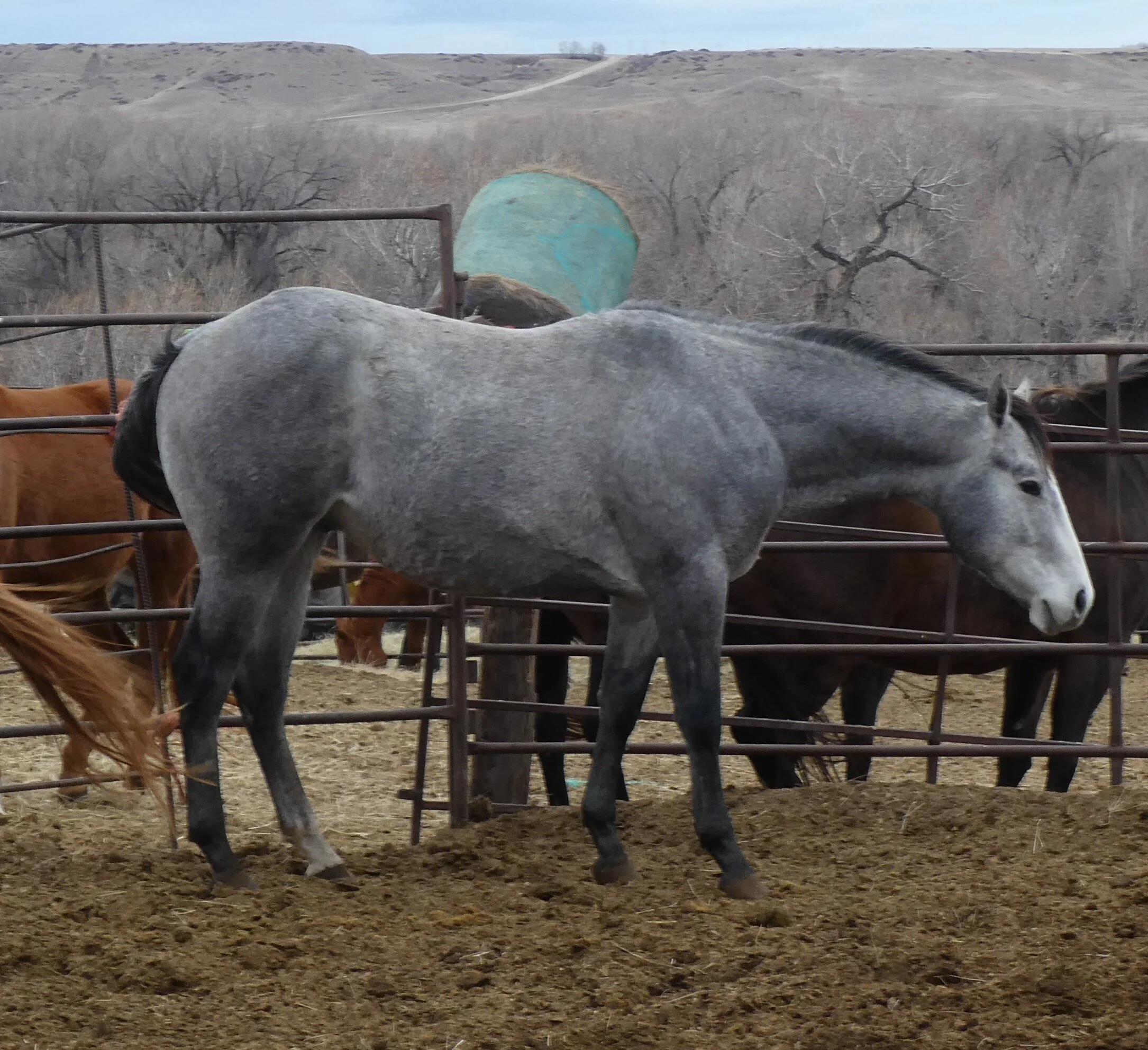 P1020143crop.jpg