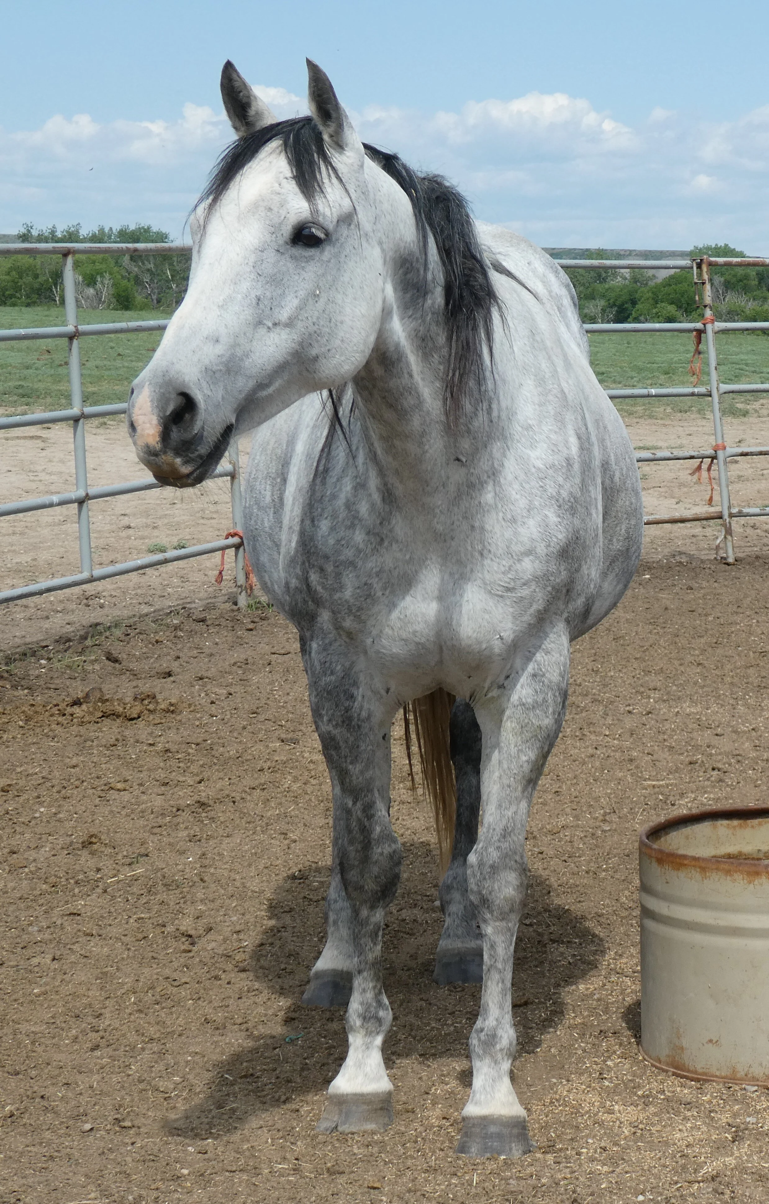 P1000044crop.jpg