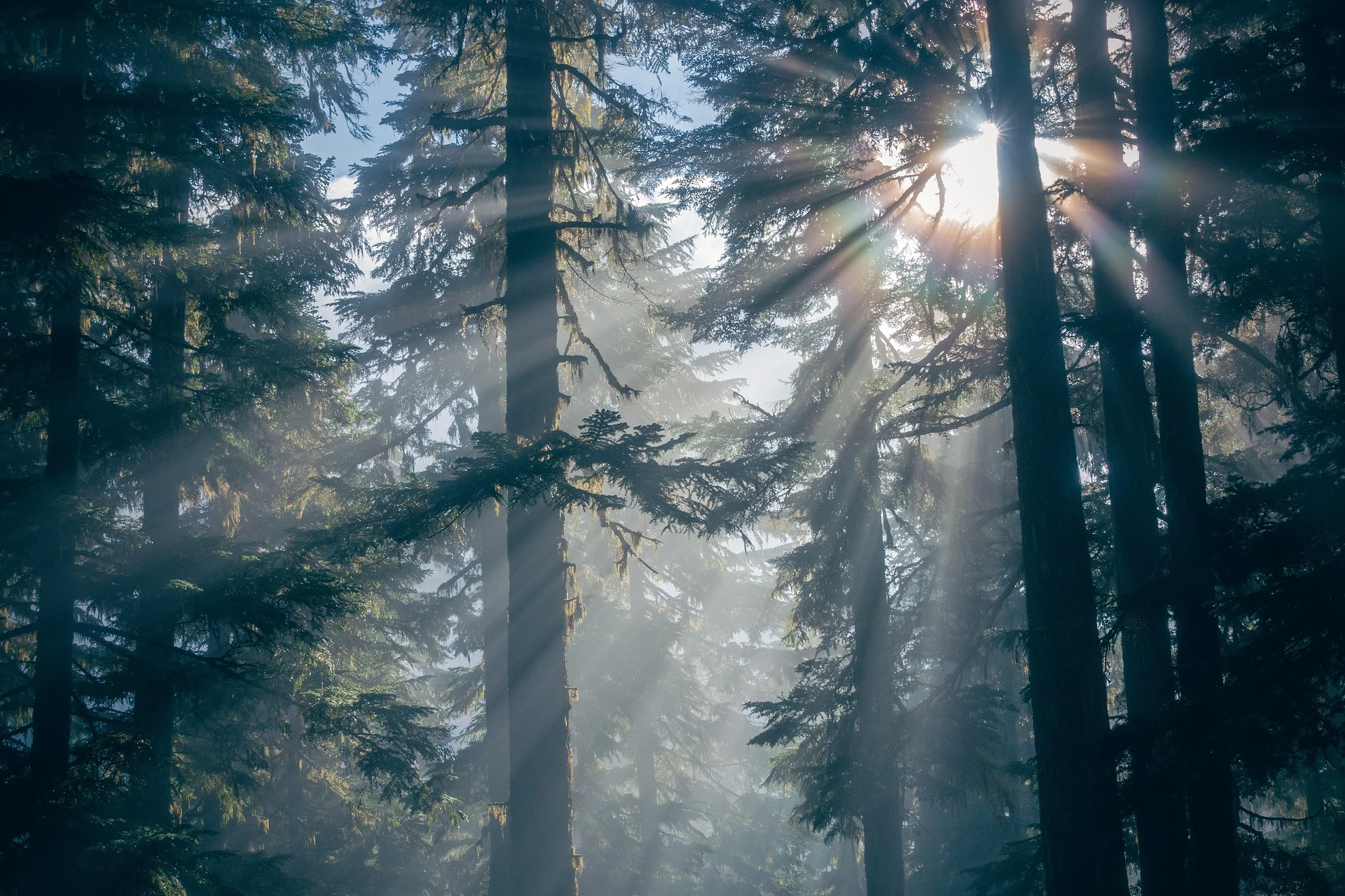 forest-1868136_1920.jpg