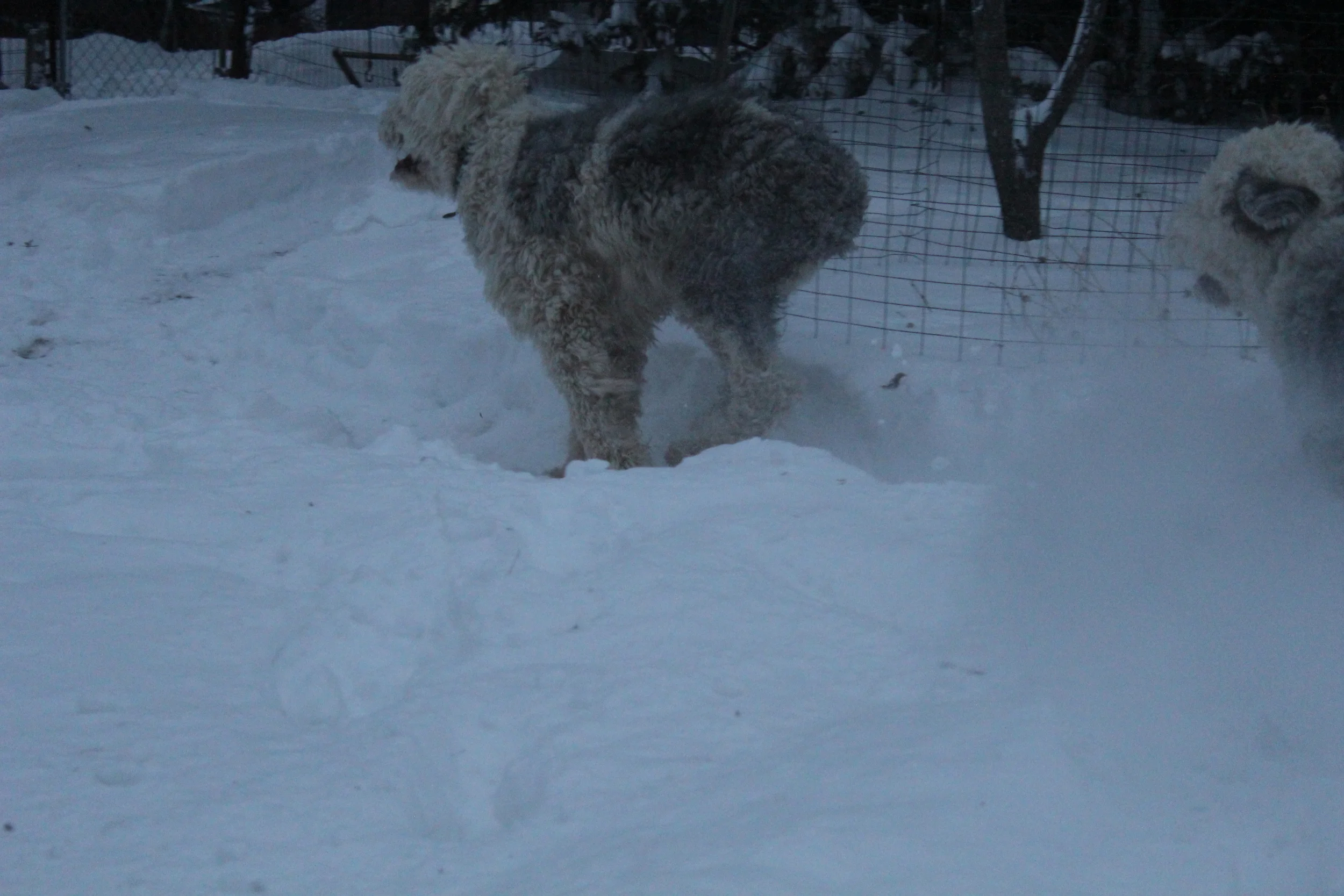 Cody trying, in vain, to outrace Toby.