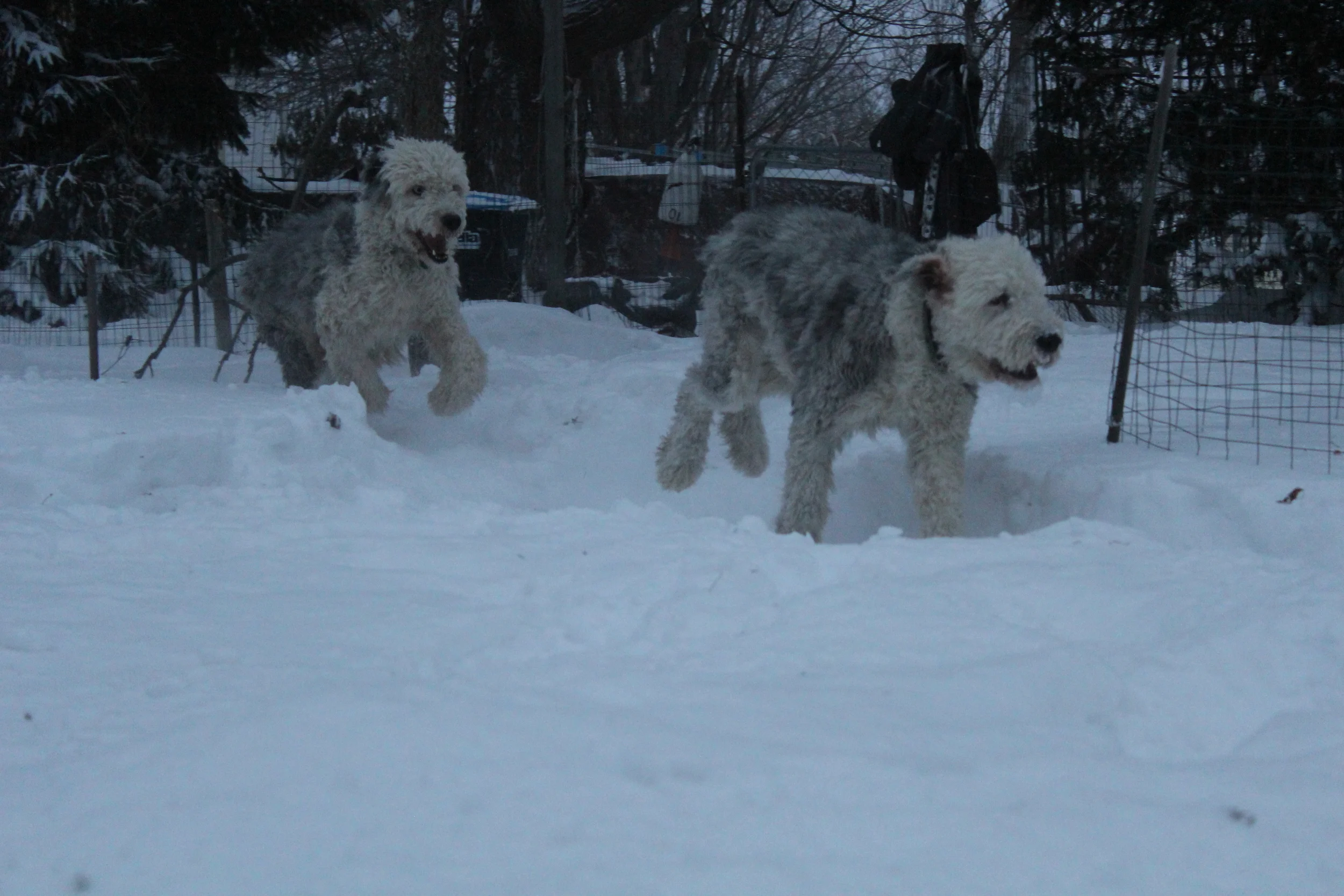 Cody in hot pursuit of his obnoxious brother.
