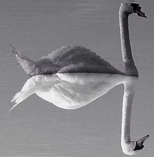 The Complexity Of Duality