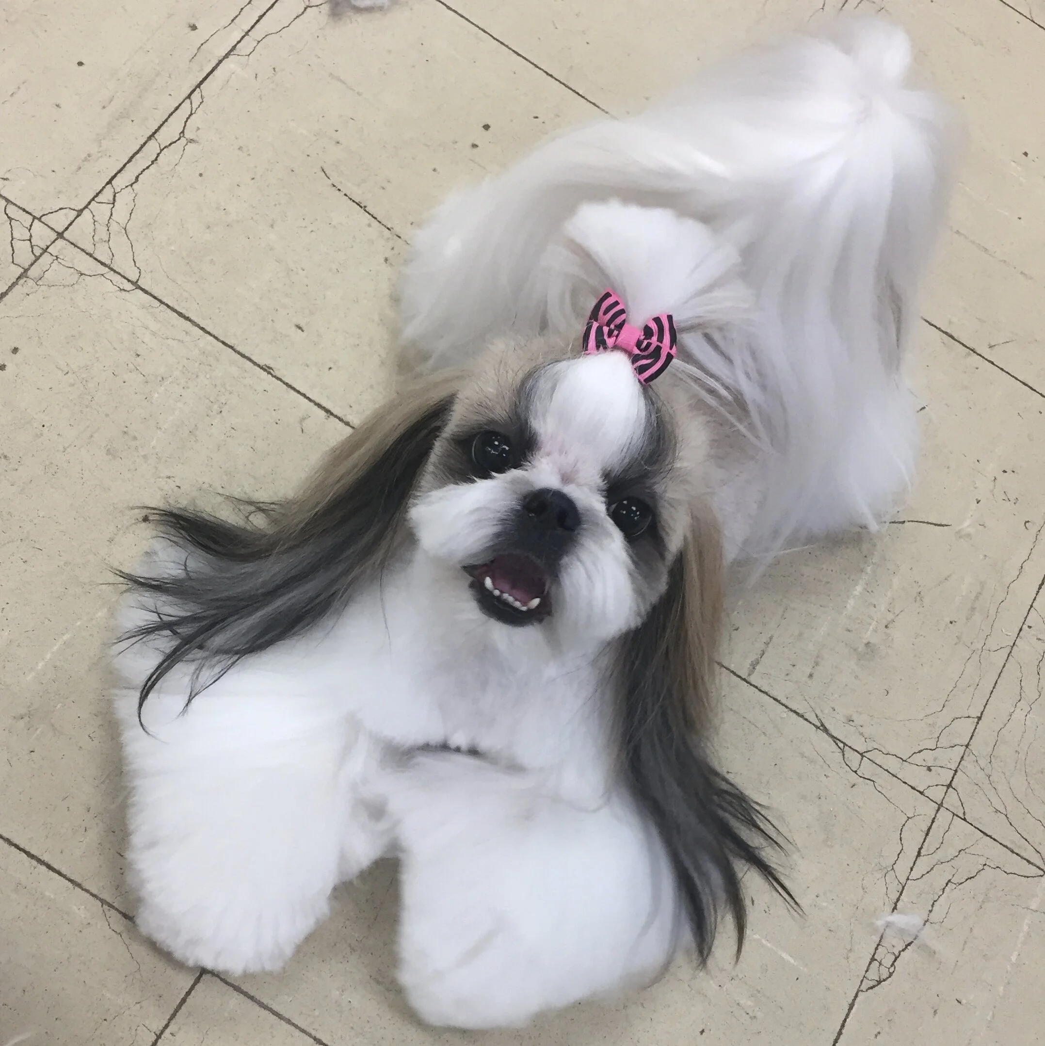 classy clips pet grooming