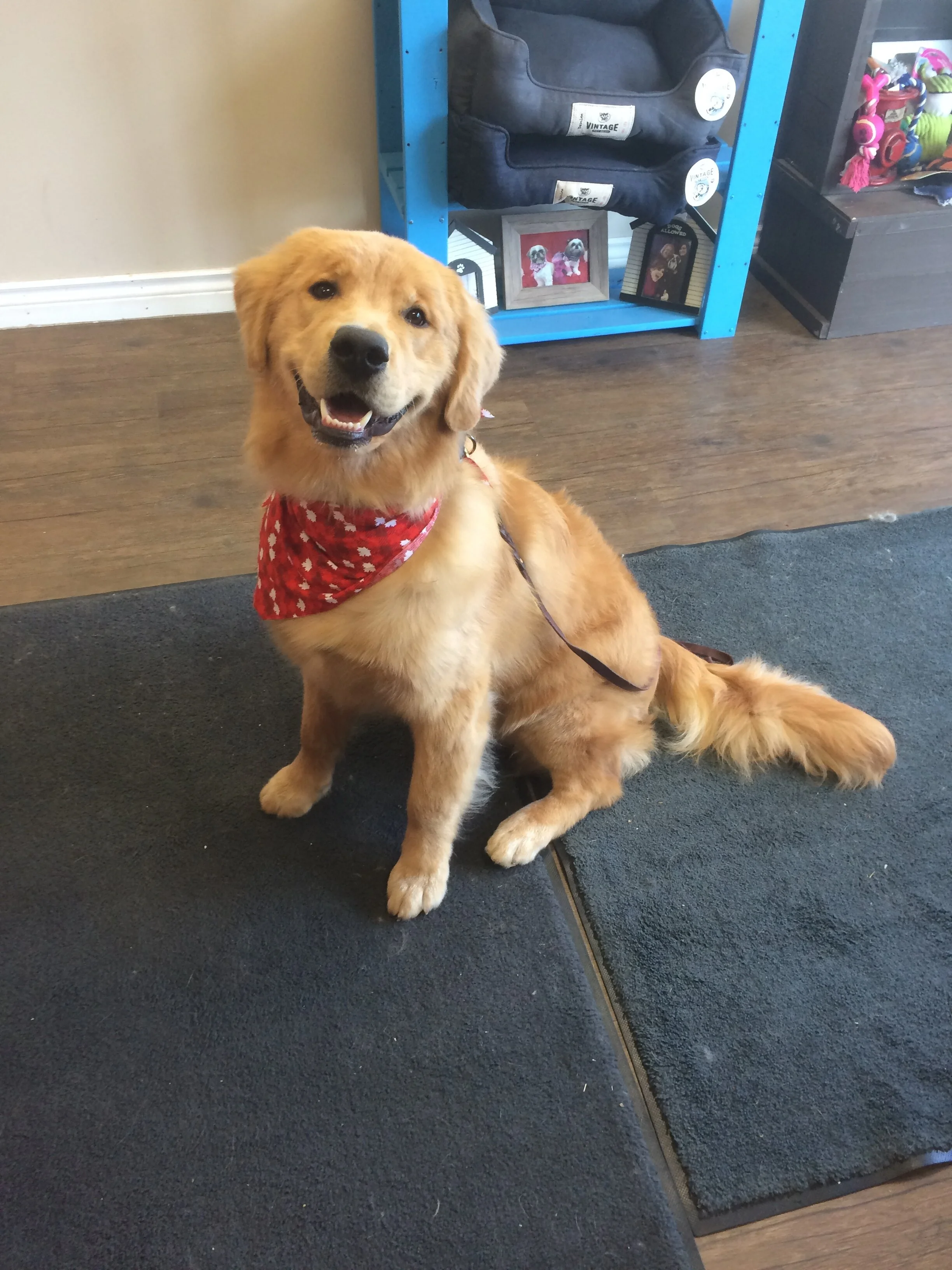 classy clips pet grooming