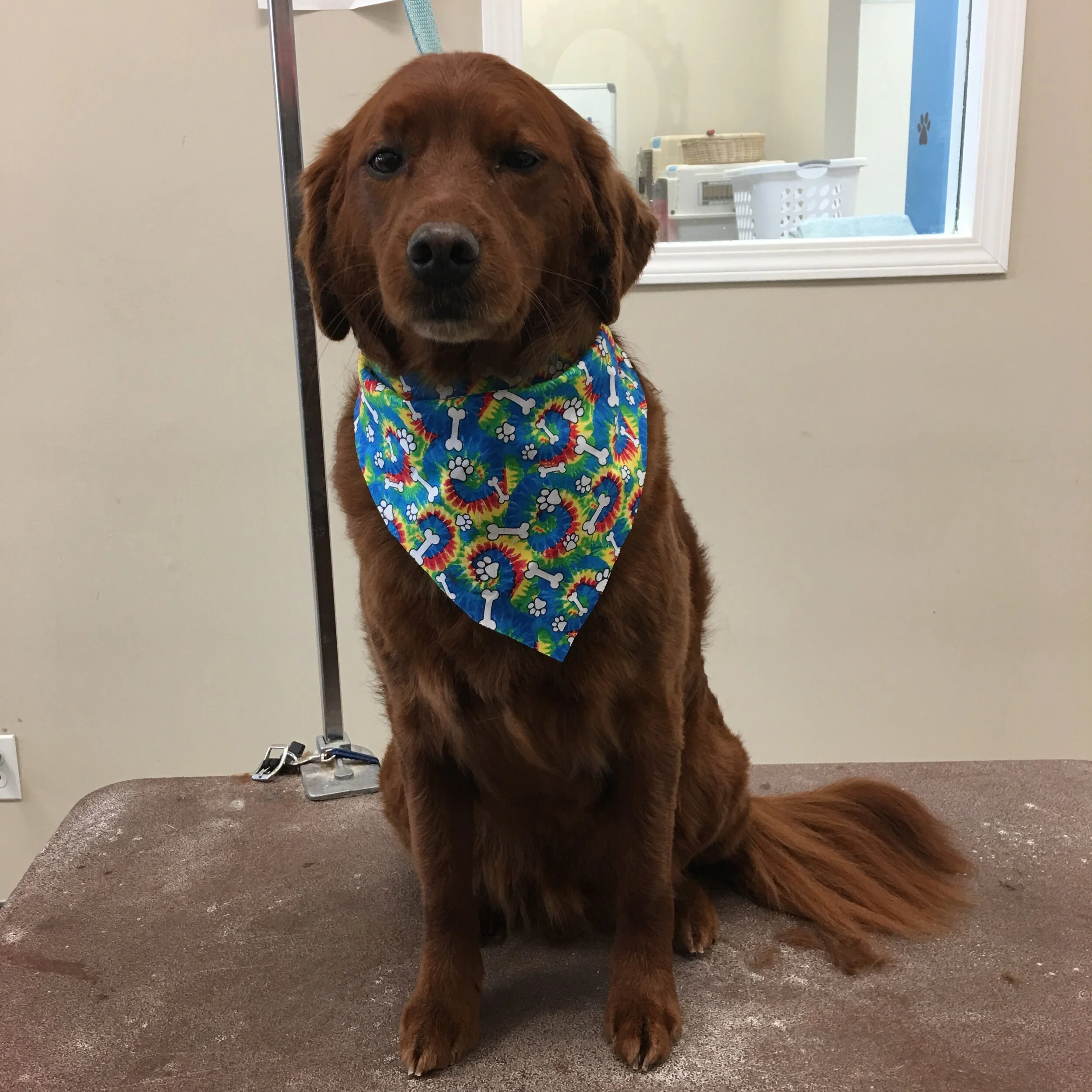 classy clips pet grooming