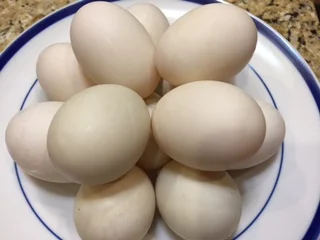 Duck eggs.JPG