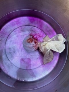 cochineal early.jpg