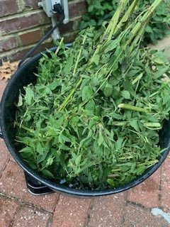stinging nettle.jpg