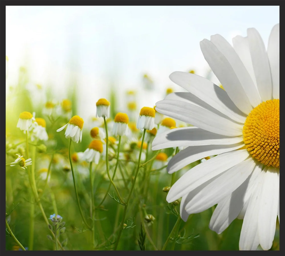 oncorpflower.jpg